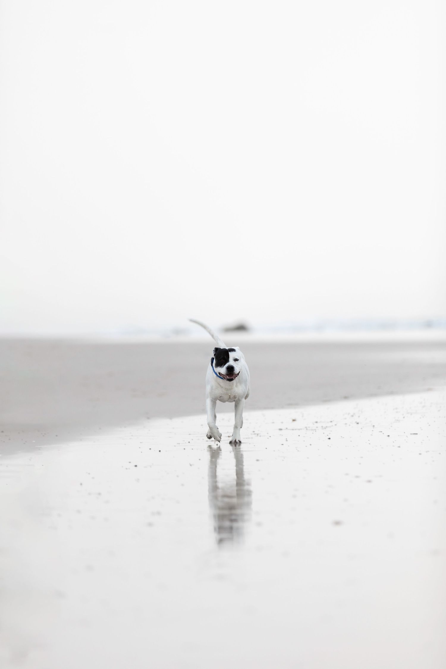 Bandit on the beach image