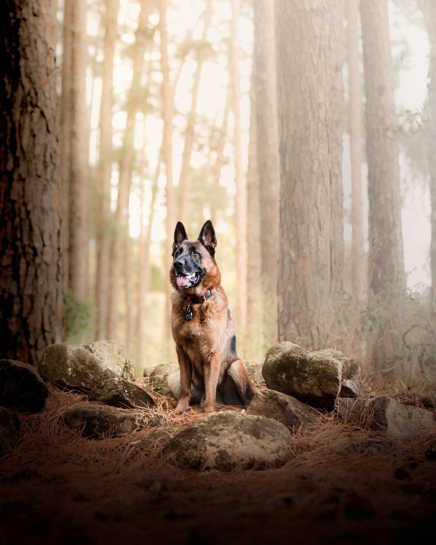 Saint the dog in the forest