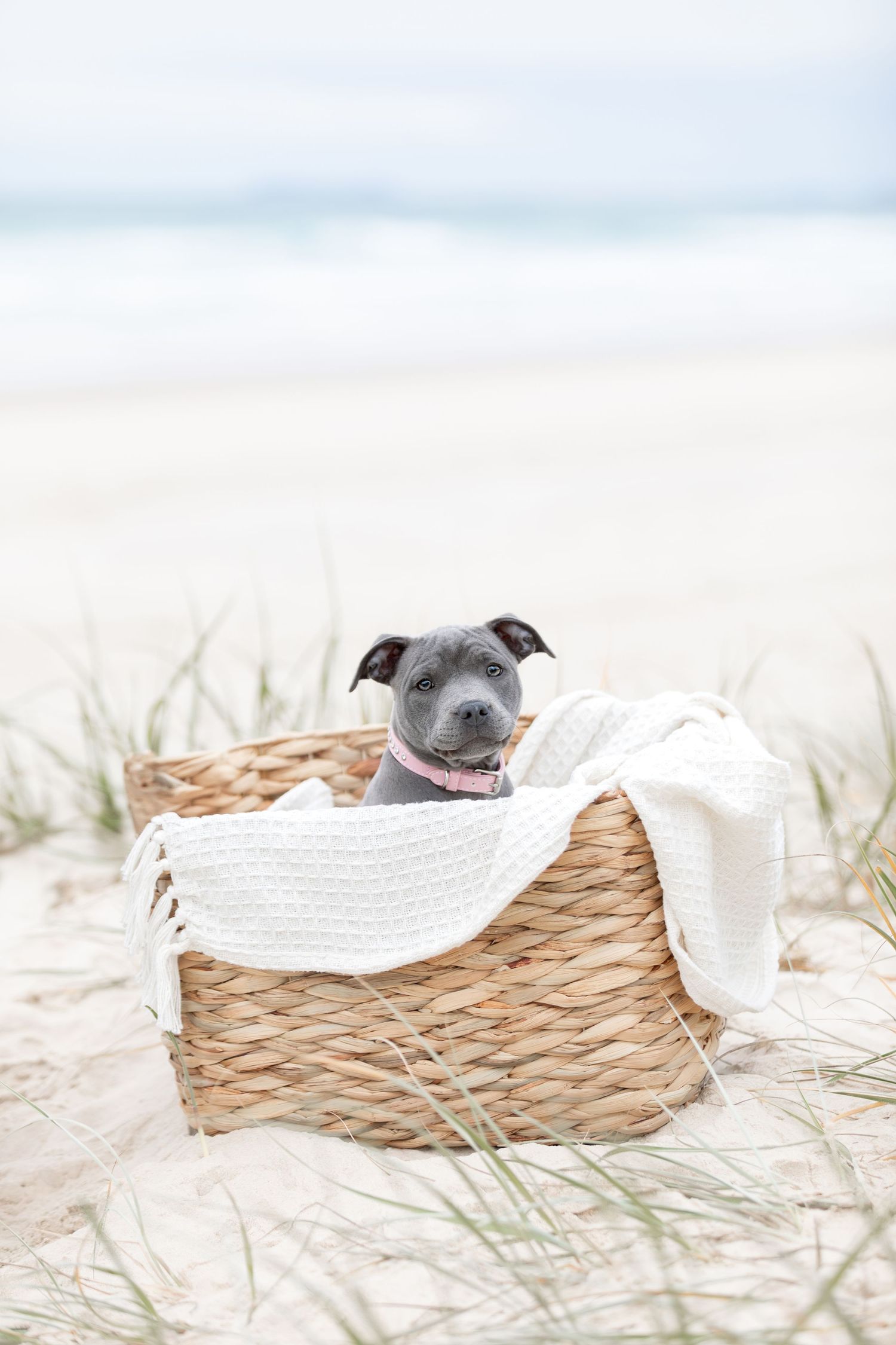 Lola as a puppy in a basket