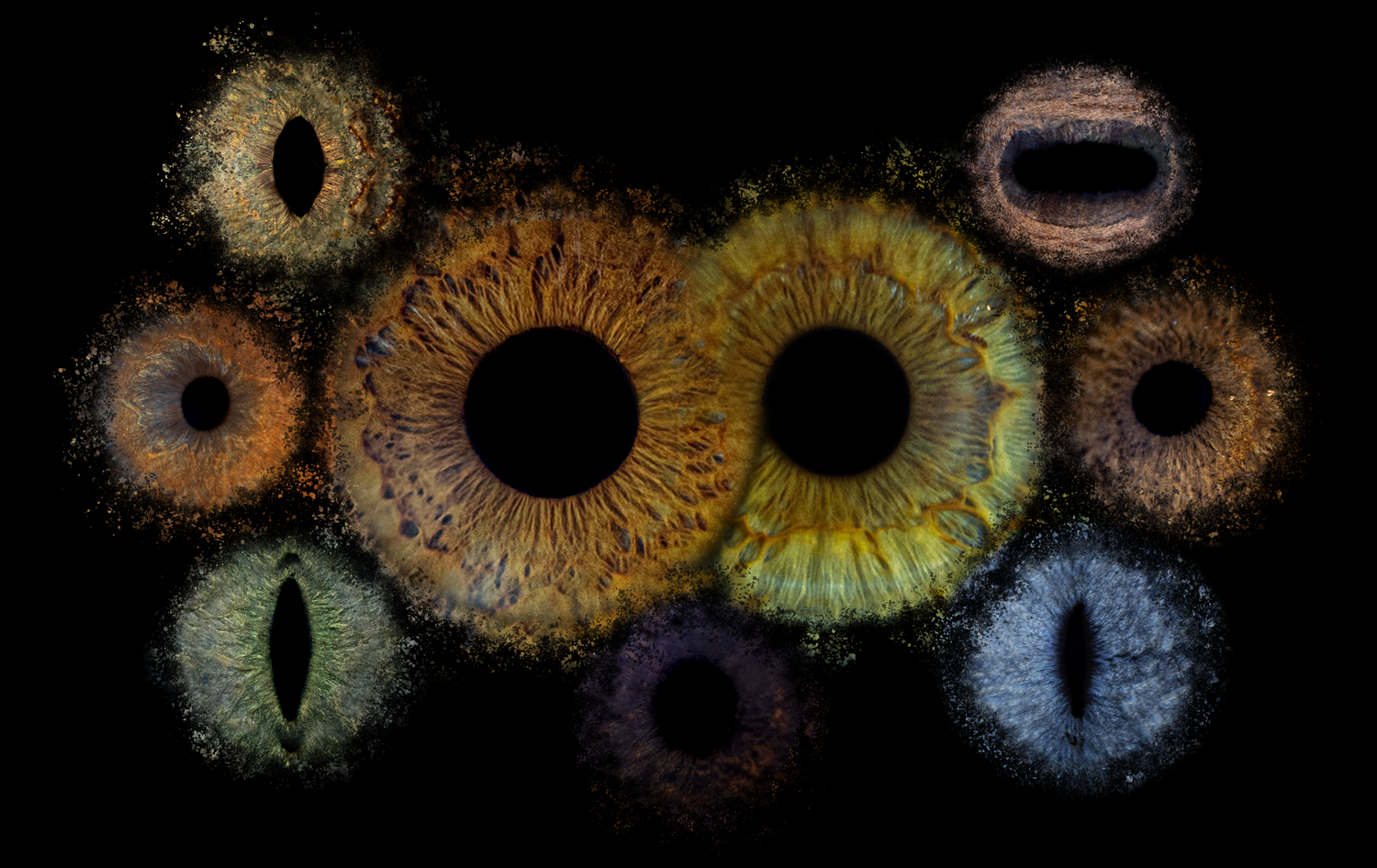 oeil iris photo 
animaux
chat 
chien
cheval
famille
humain