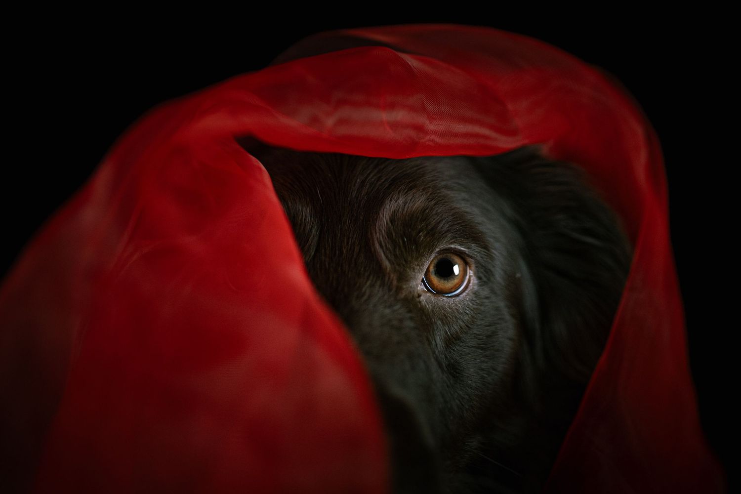 oeil chien