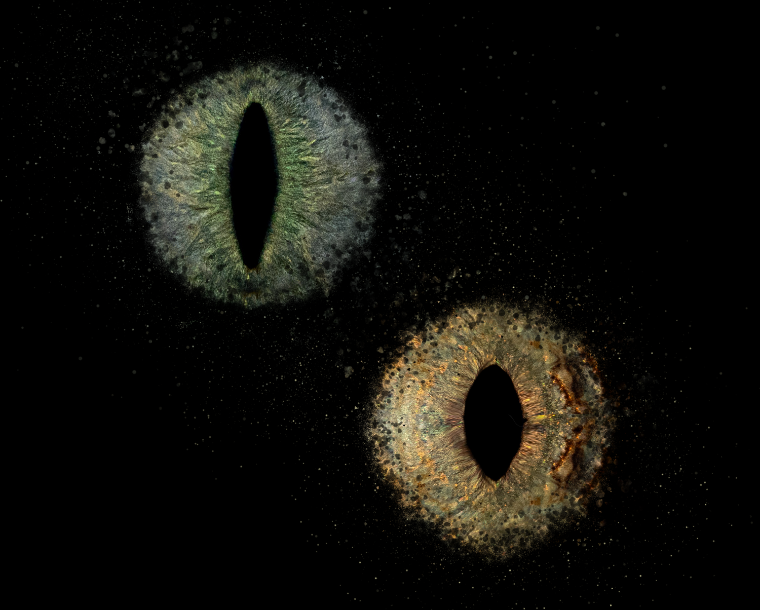 oeil iris chat photo