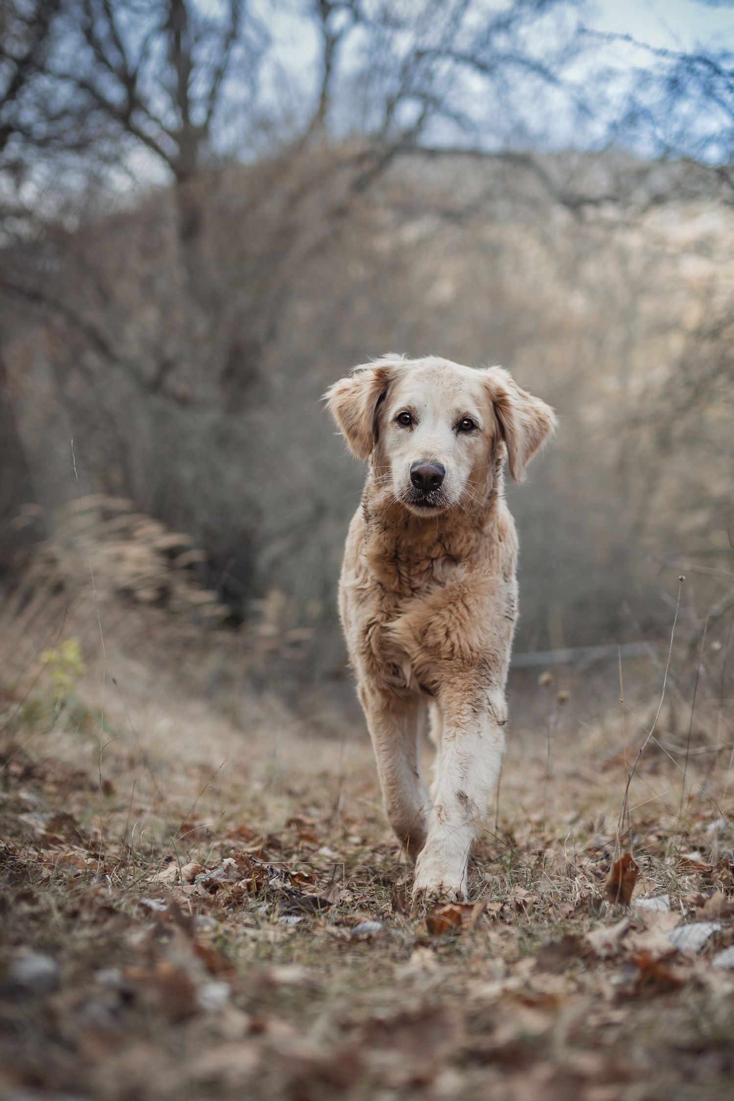 portrait photo animaux chien