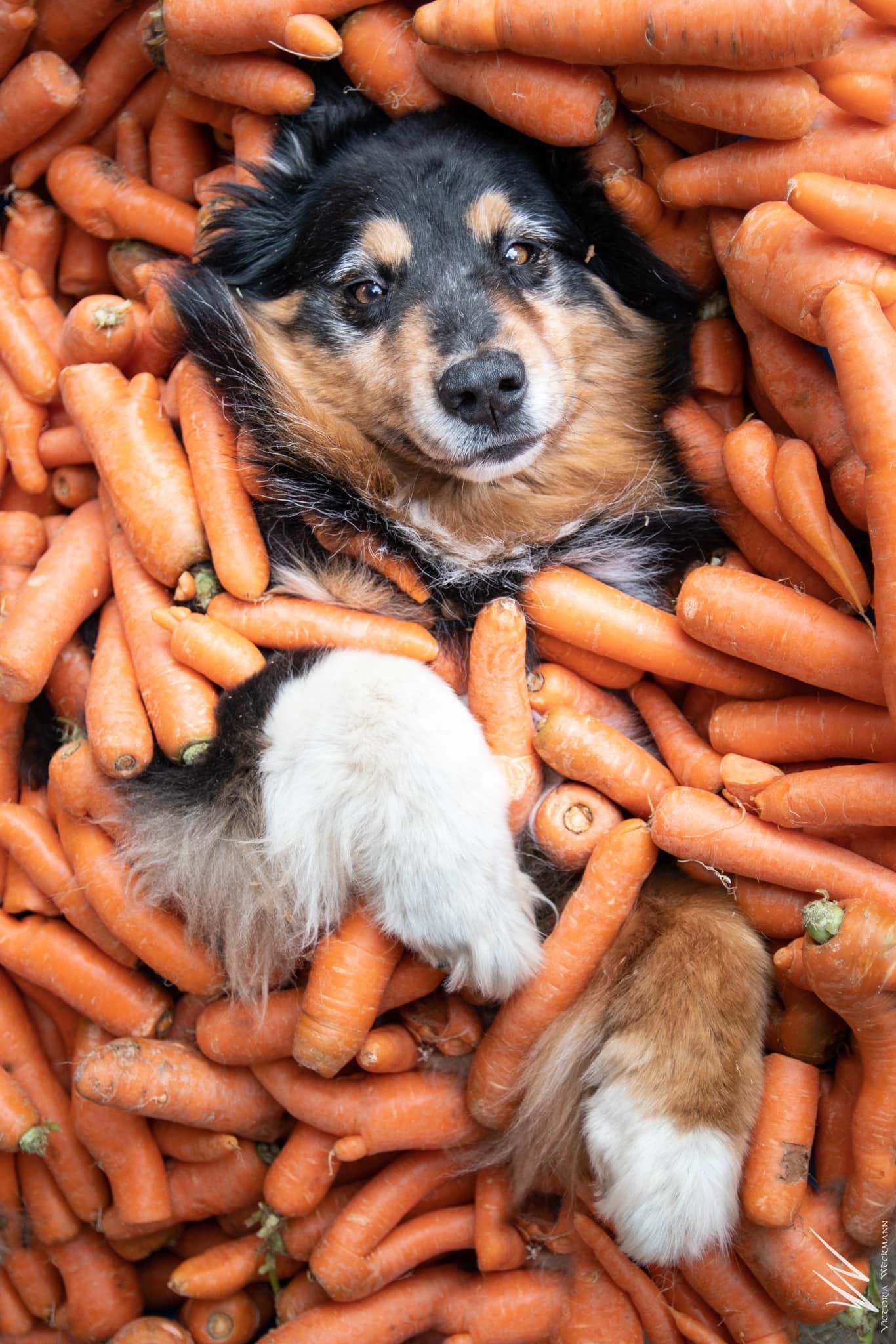 .photographe chien