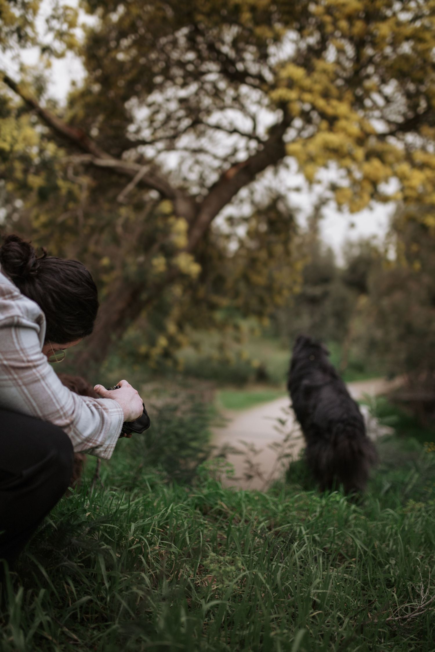 photographie canine