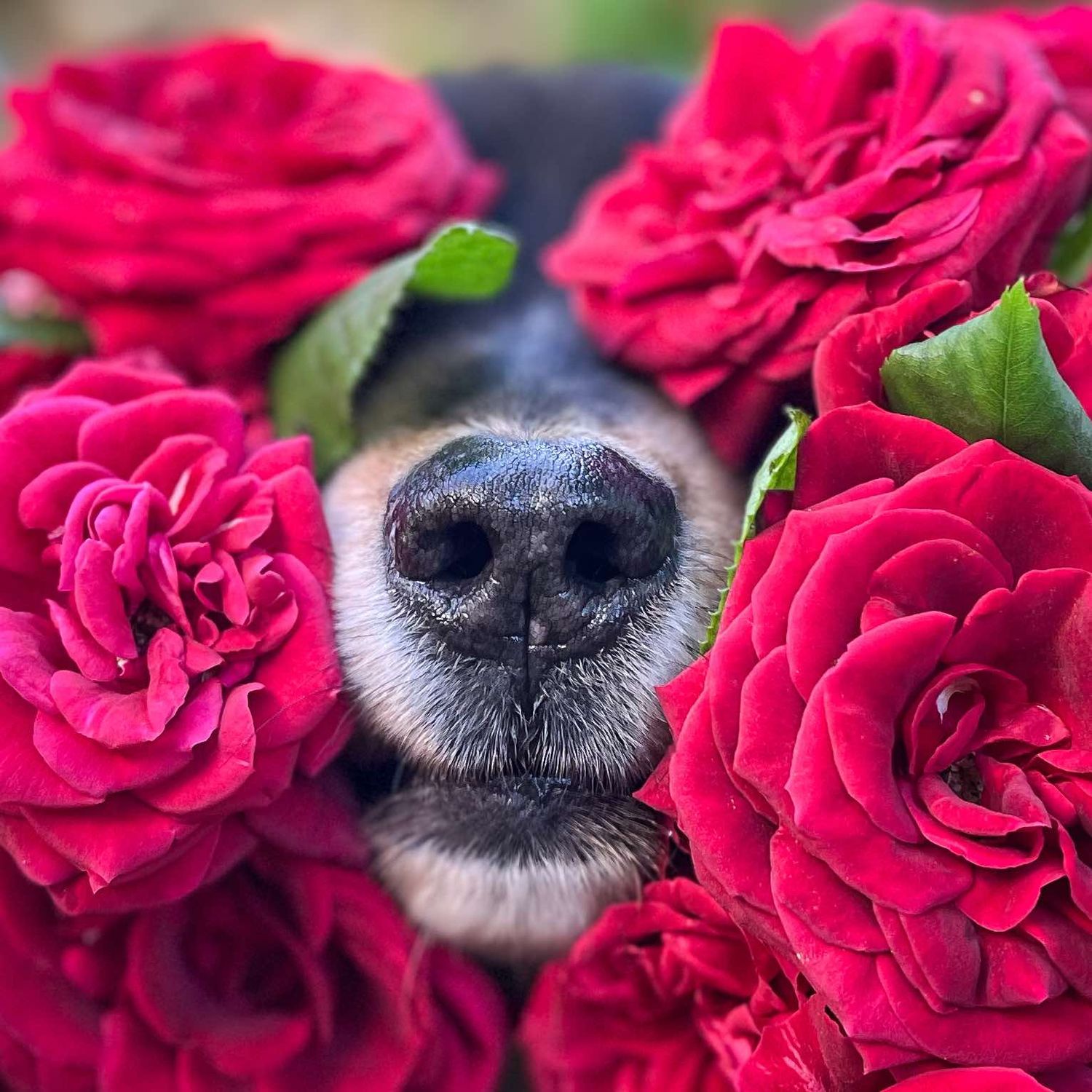 .photographe canin