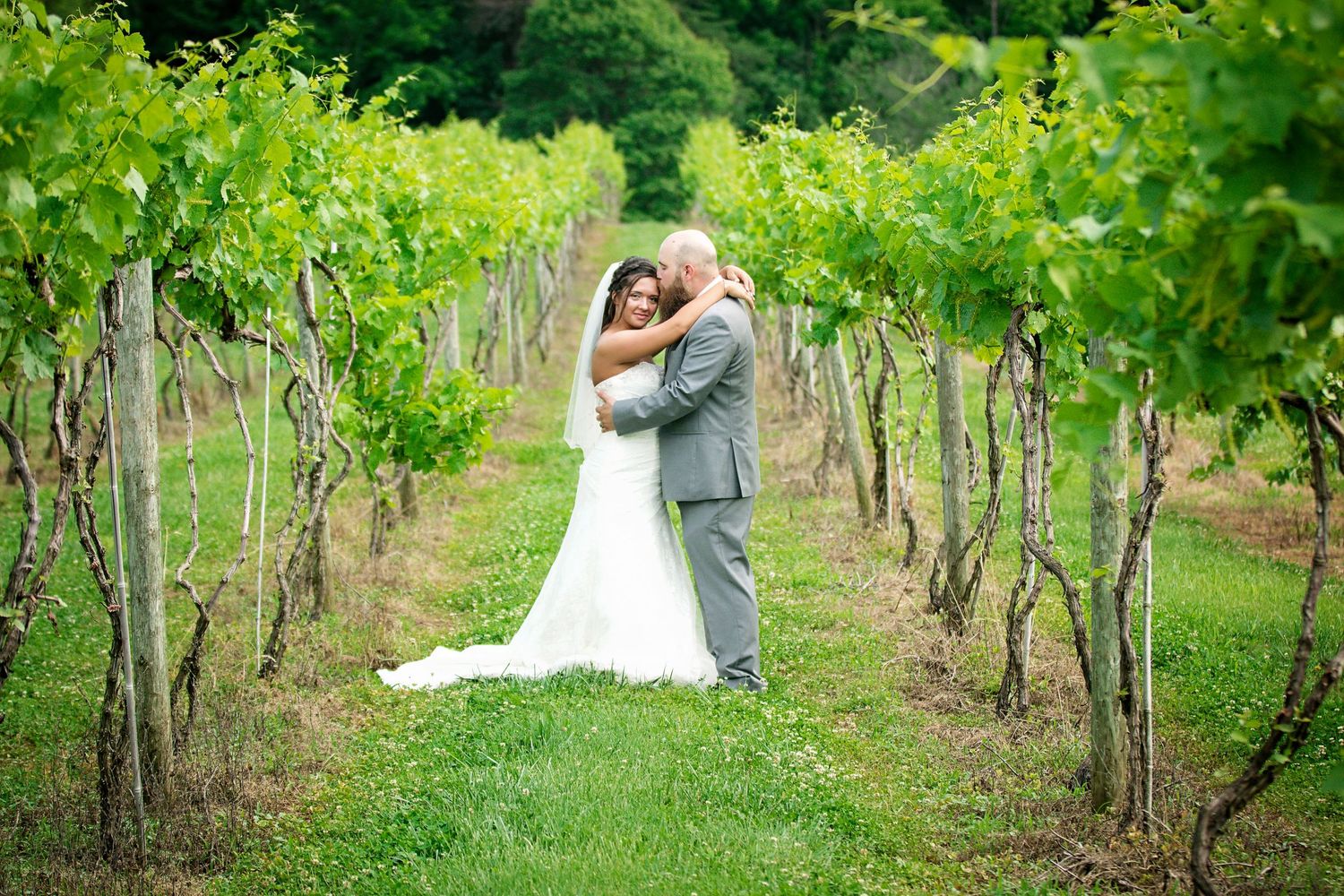 A couple embraces in a lush green vineyard on their wedding day, surrounded by rows of grapevines.
