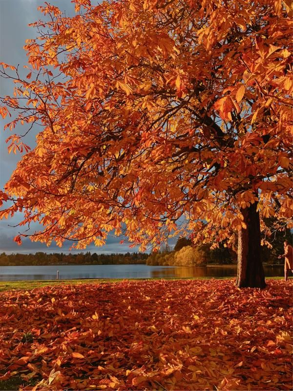 Vibrant orange autumn maple tree with fallen leaves scattered beneath against a blue sky and lake background.