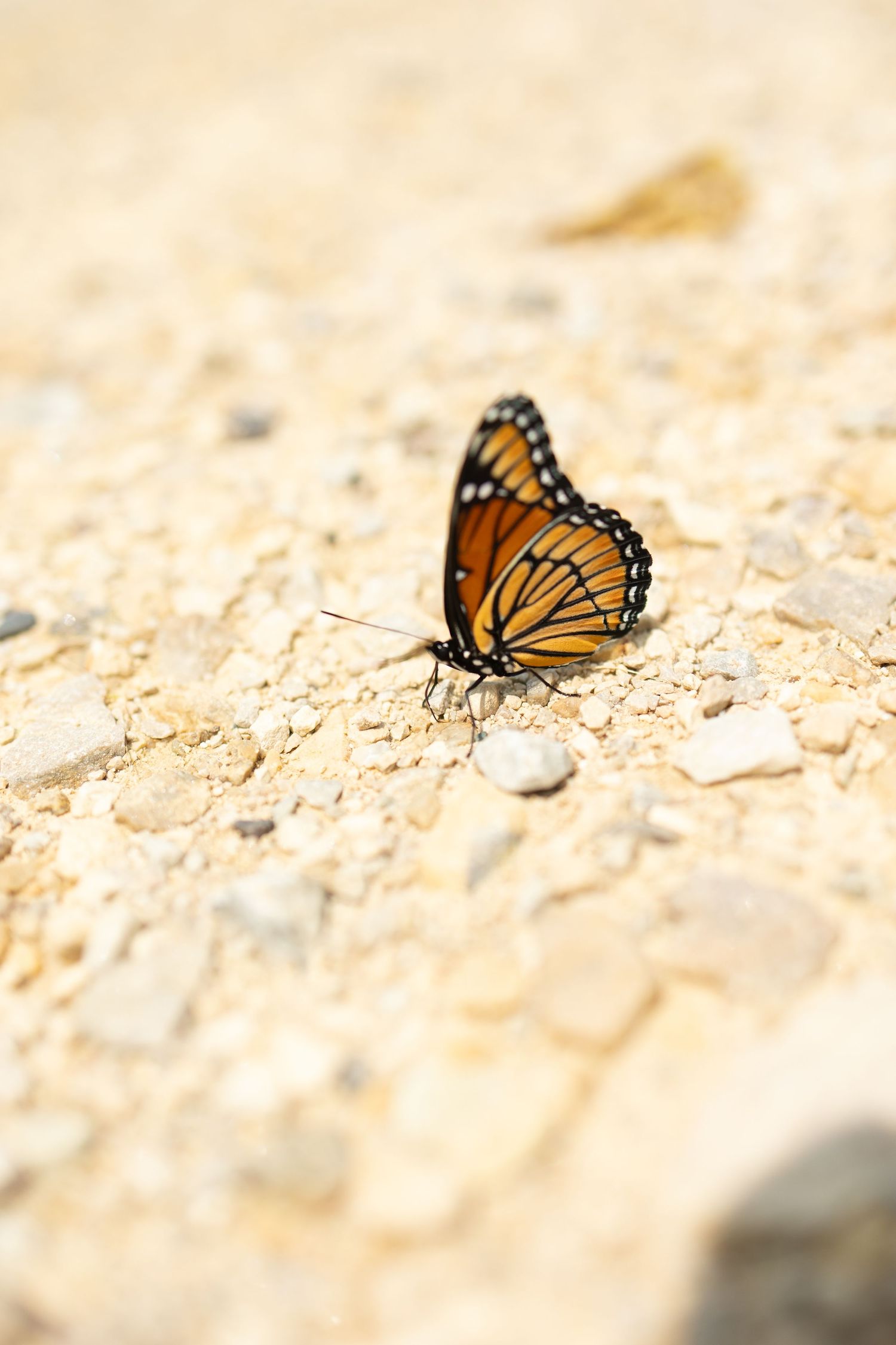Close-up of a monarch butterfly resting on sandy ground with soft focus.