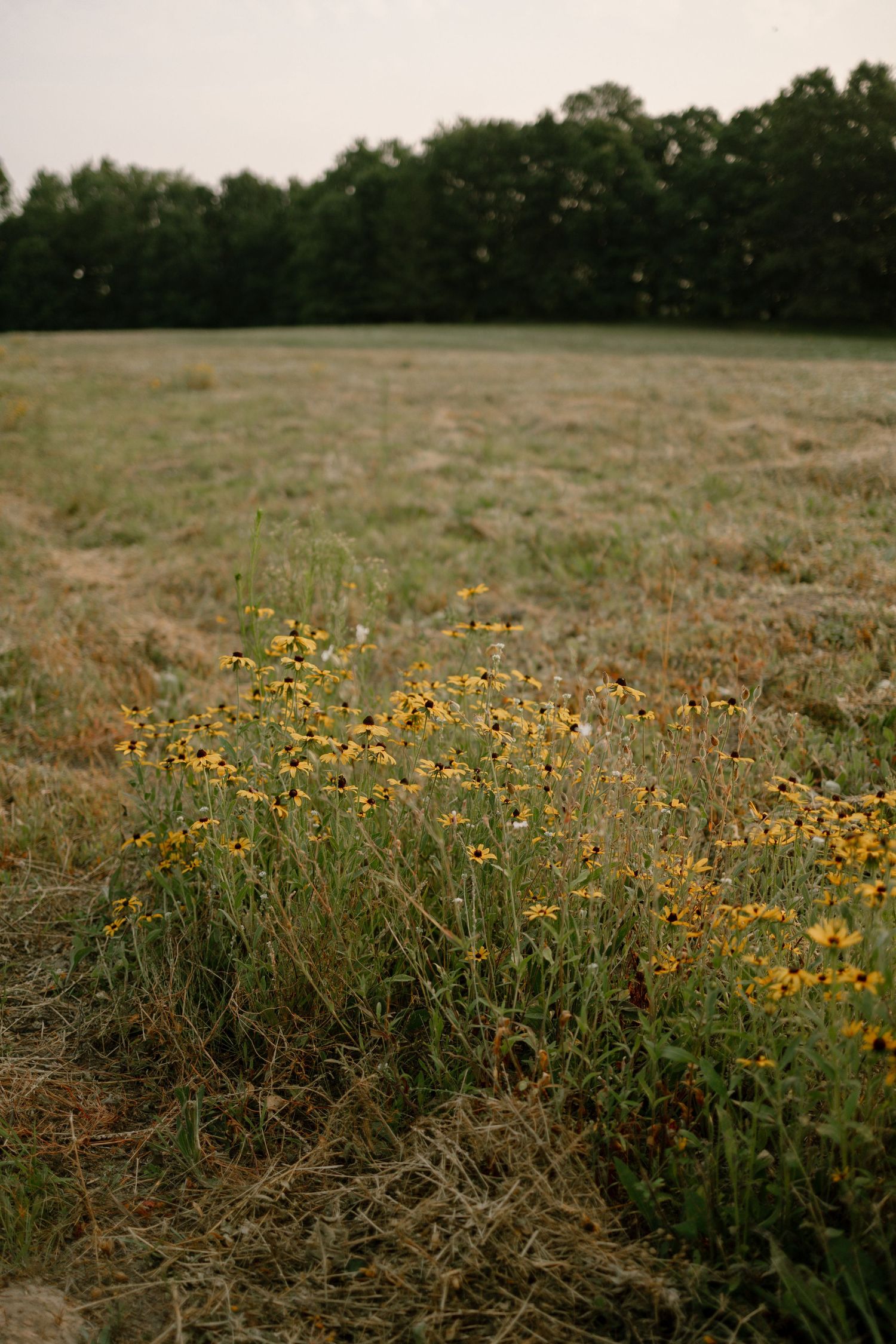 Yellow wildflowers bloom in a mowed field with lush green trees in the background on an overcast day.