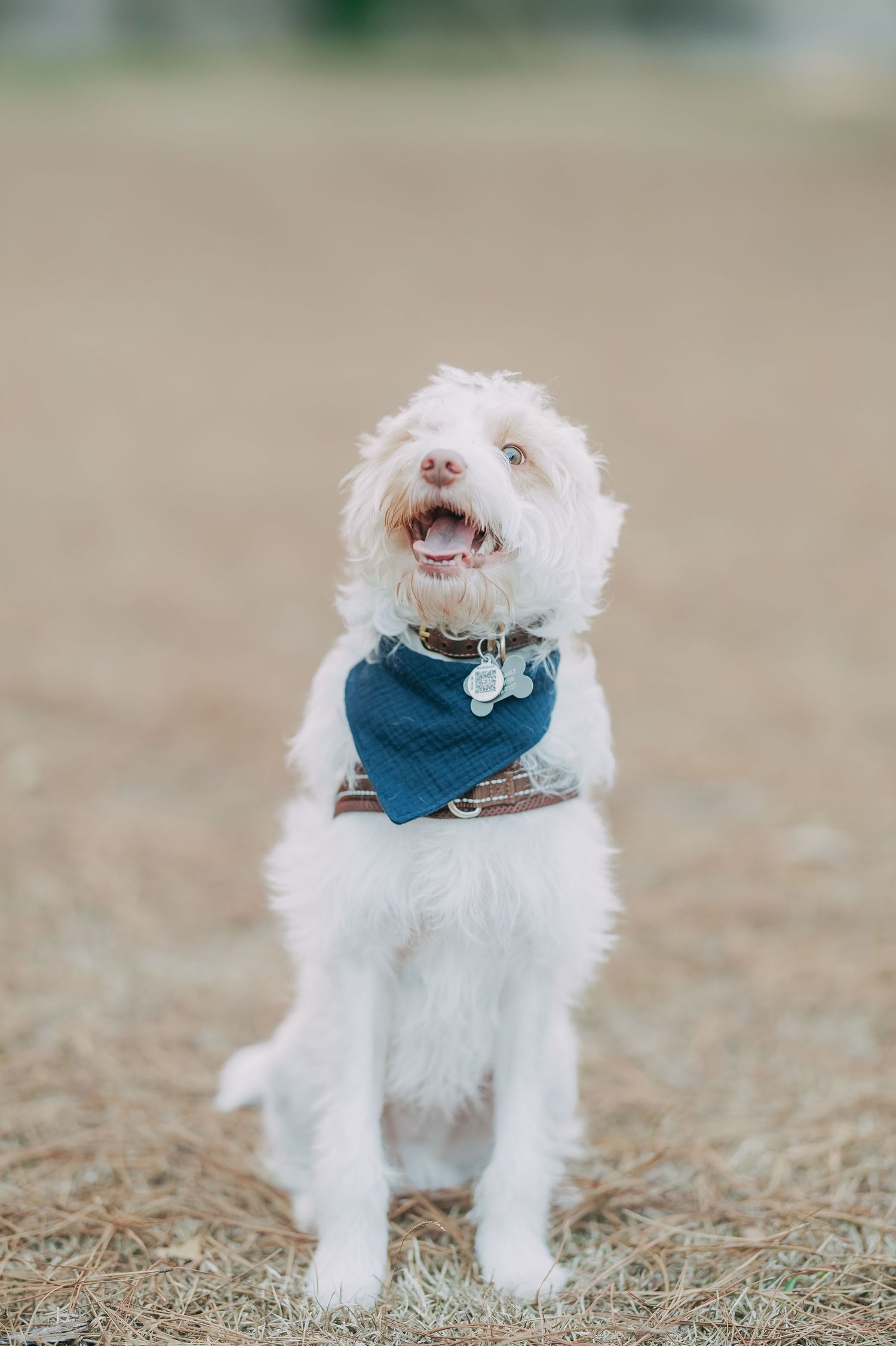 Cute white fluffy dog with a blue bandana and collar tags looks up joyfully outdoors.