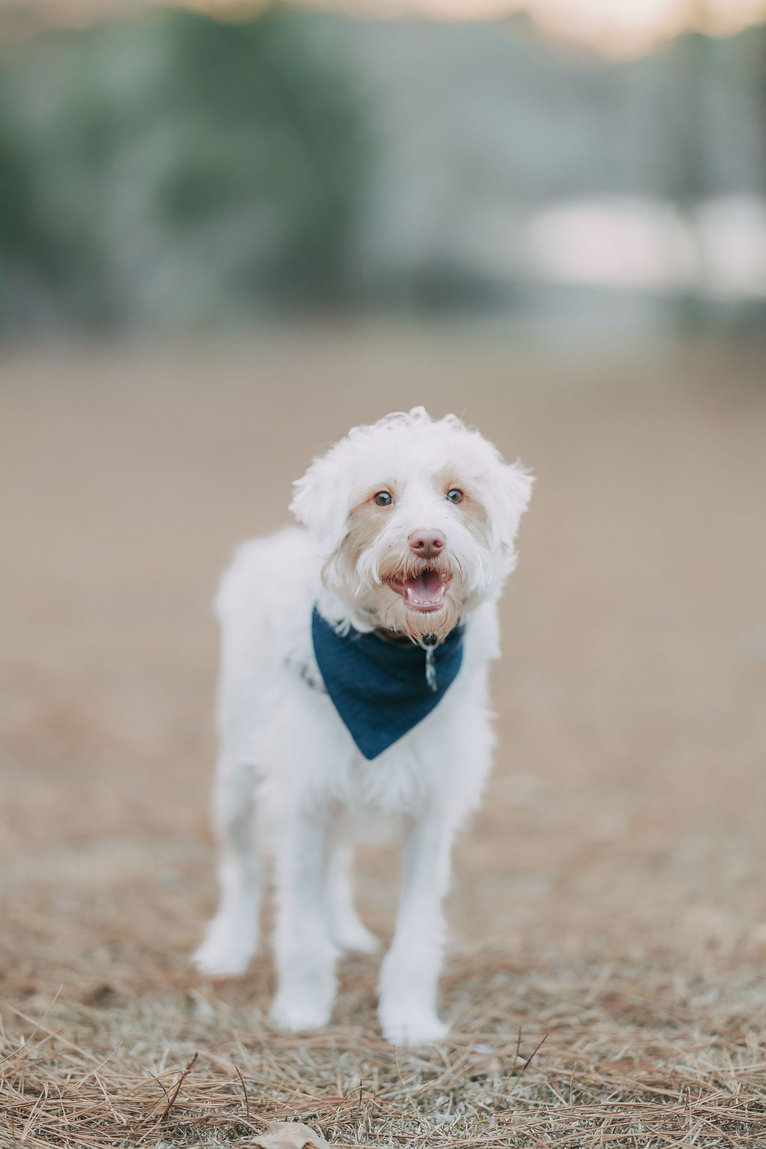 White fluffy dog wearing a blue bandana stands on dry grass, tongue out, looking at camera.