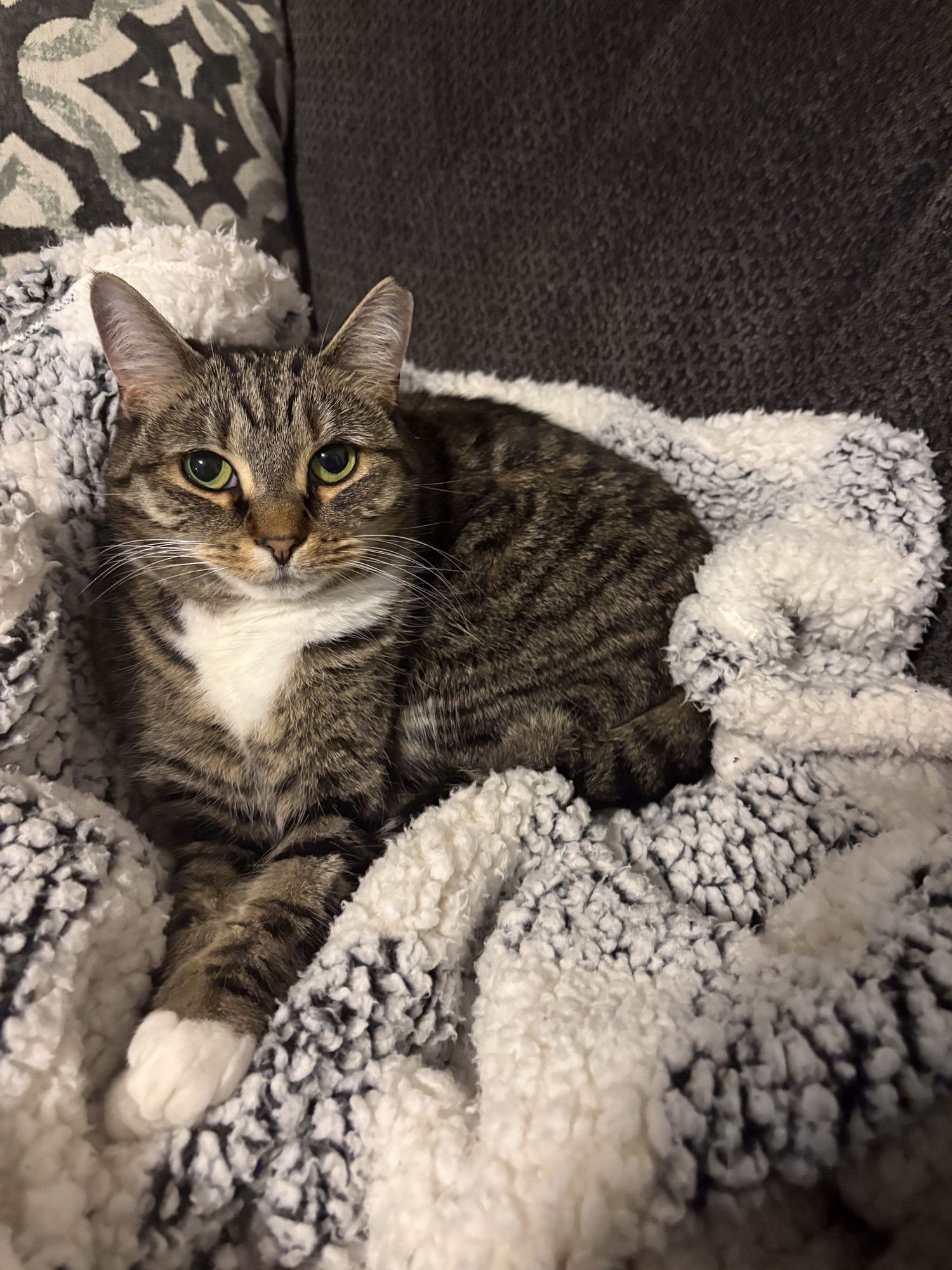 Cozy tabby cat lounging on a plush black and white patterned blanket with a content expression.