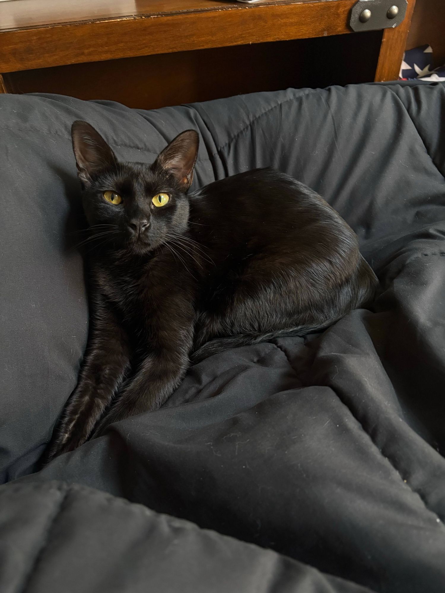 A black cat lounges on gray bedding, showcasing its sleek fur and relaxed posture in multiple similar poses.