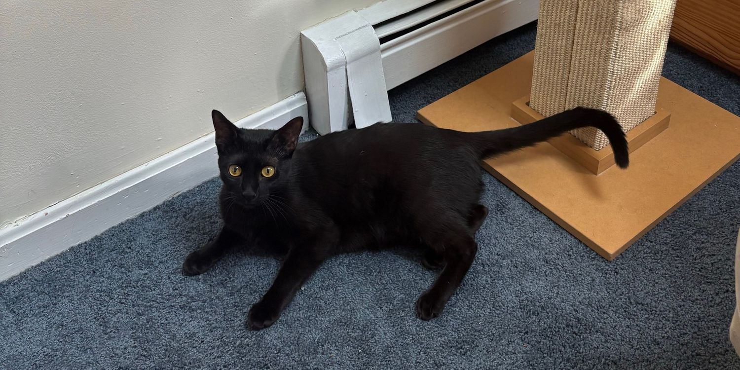 A black cat lounges on a wooden floor near cardboard boxes in various relaxed poses.