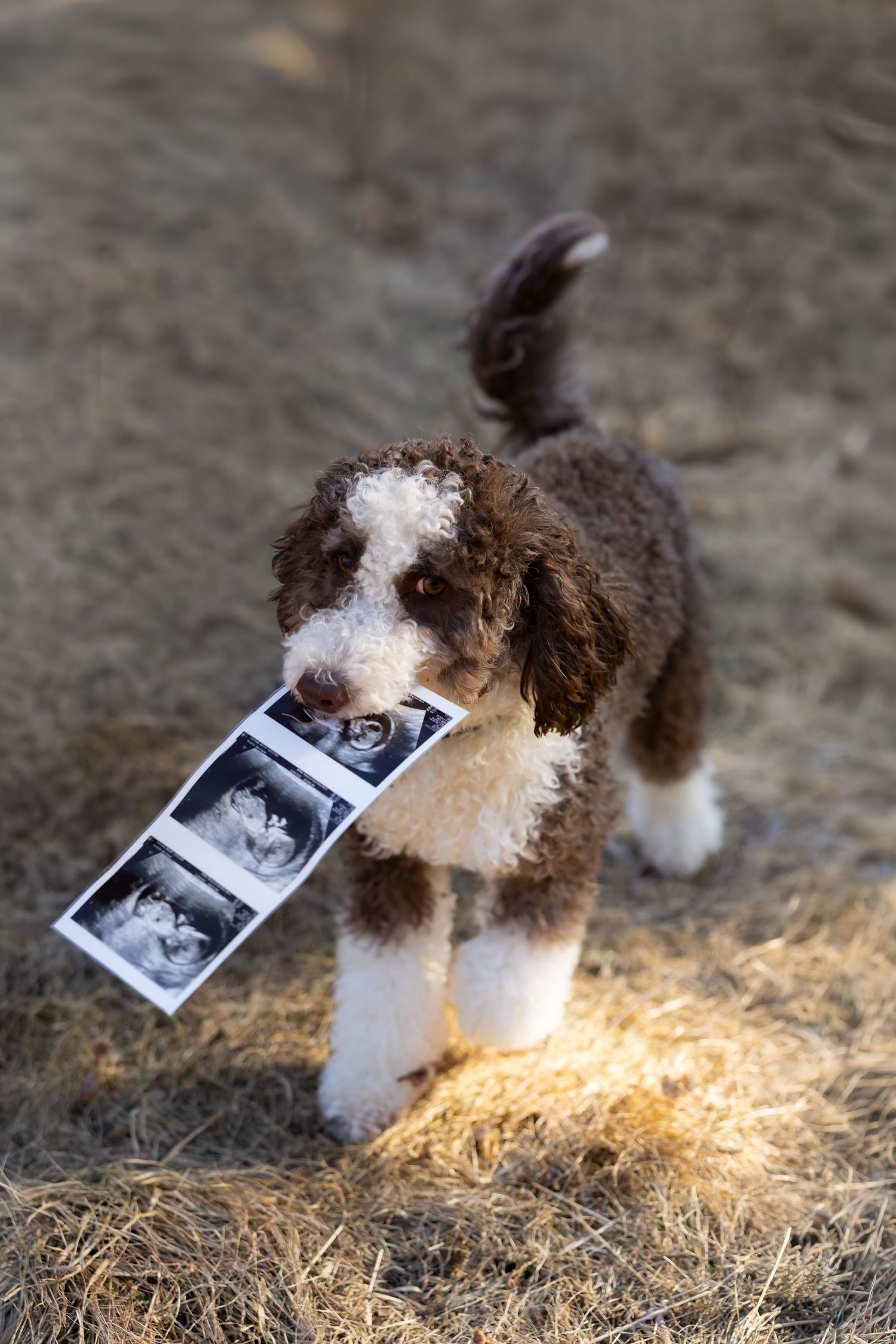 A fluffy brown and white puppy holds ultrasound photos in its mouth while standing on dry grass outdoors.