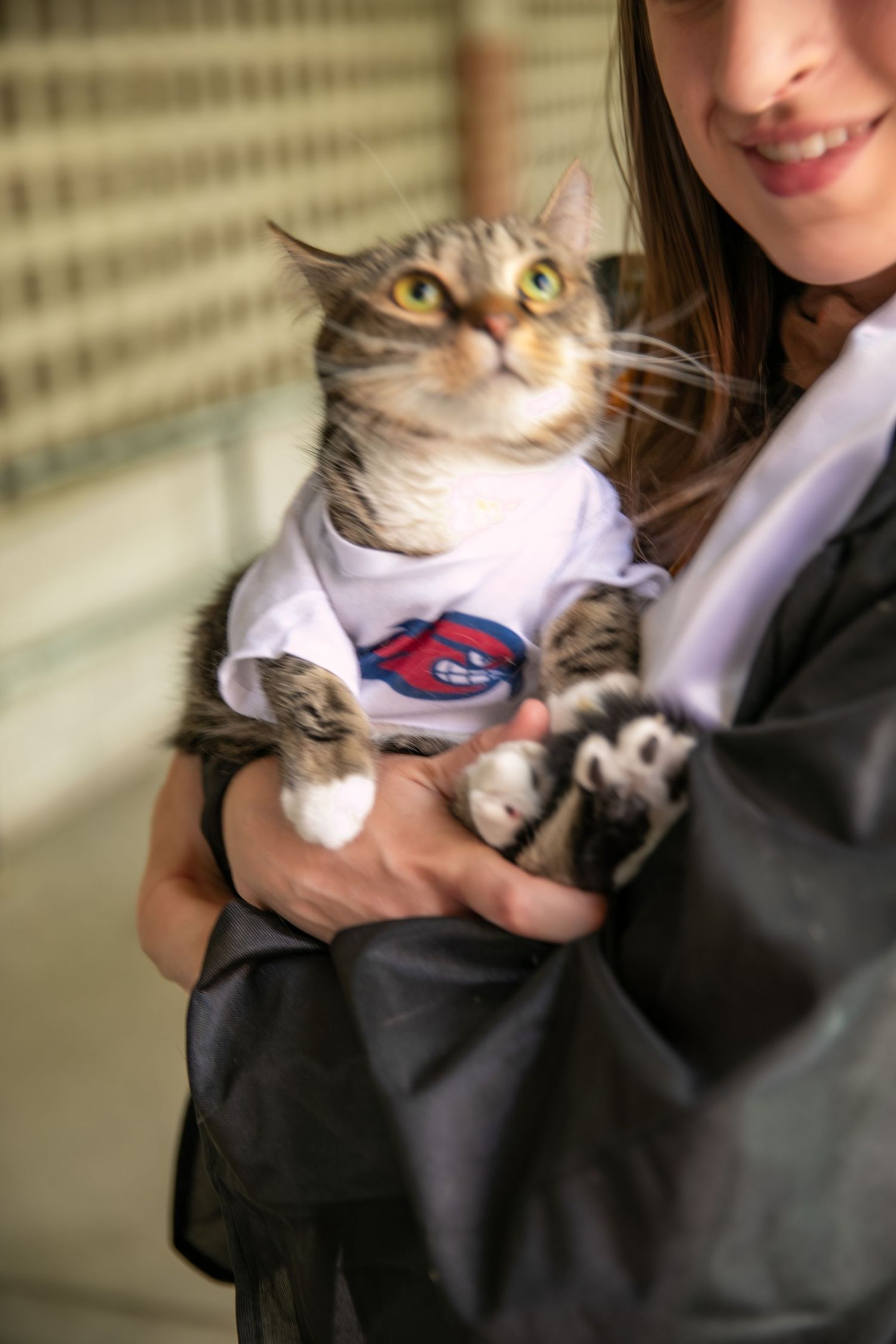 A series of photos showing a cat wearing a small shirt being held against a striped background.