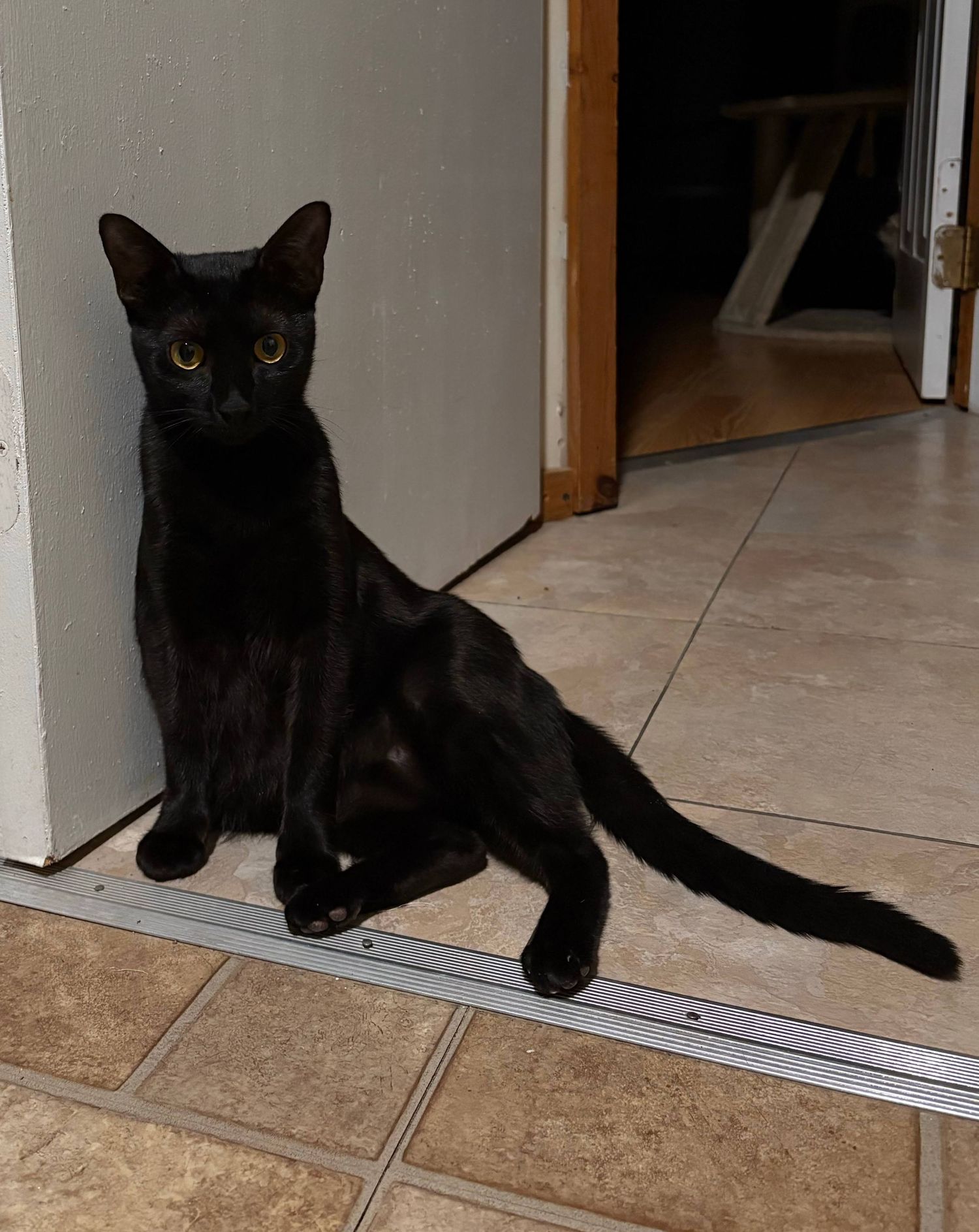 A sequence of photos shows a black cat sitting and walking near a doorway on beige tile flooring.