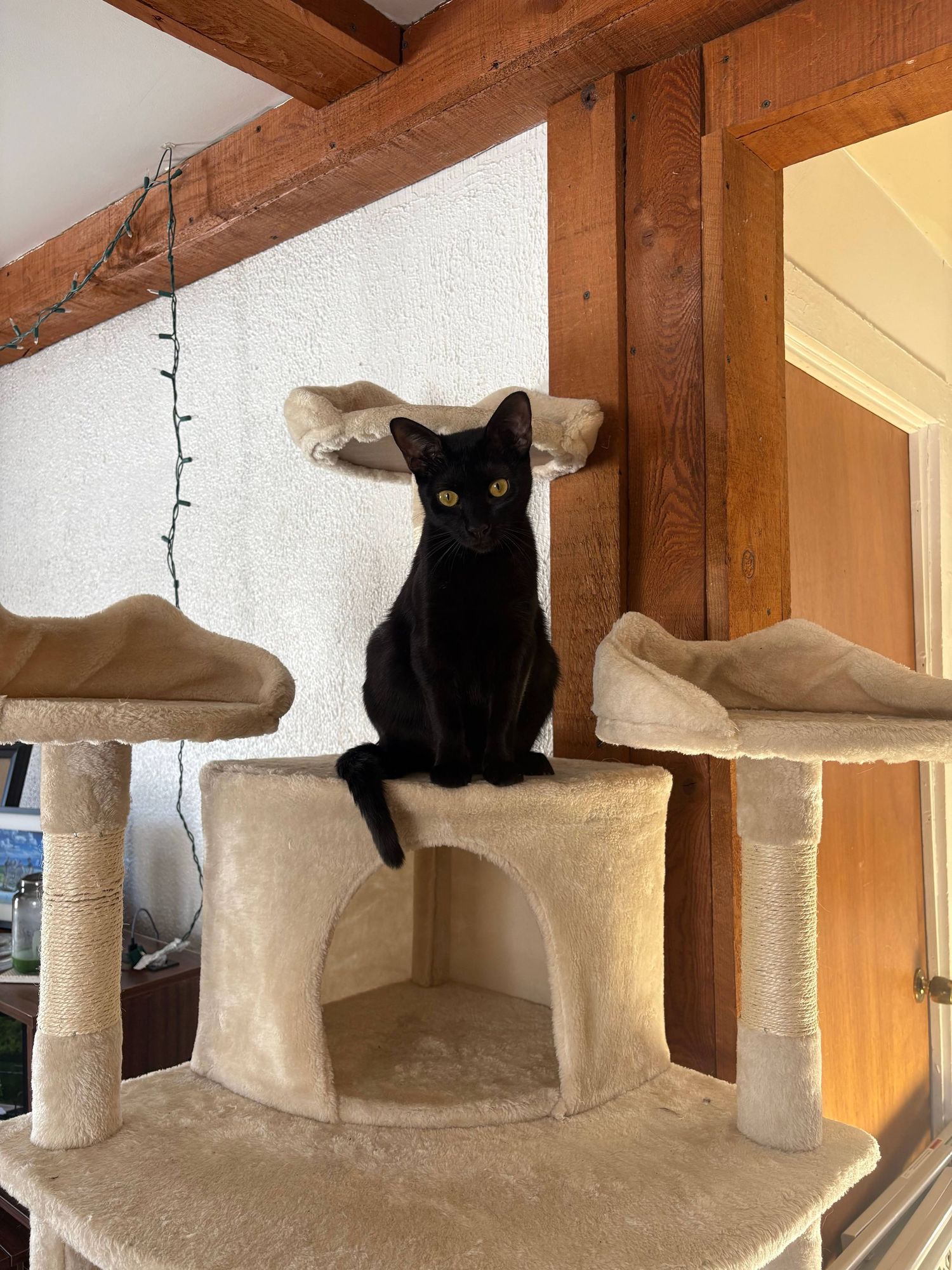A black cat sits regally atop a beige cat tree tower with multiple platforms and scratching posts near a wooden beam.