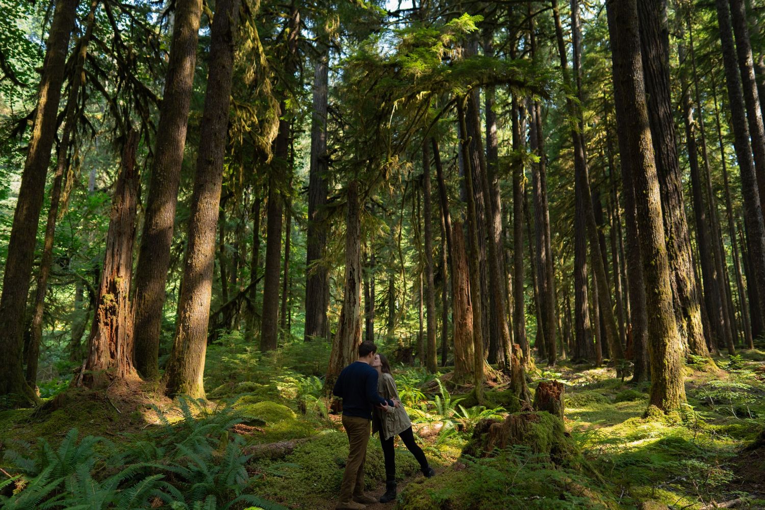 Sunlit forest path winds through towering evergreen trees and lush ferns in a Pacific Northwest woodland.