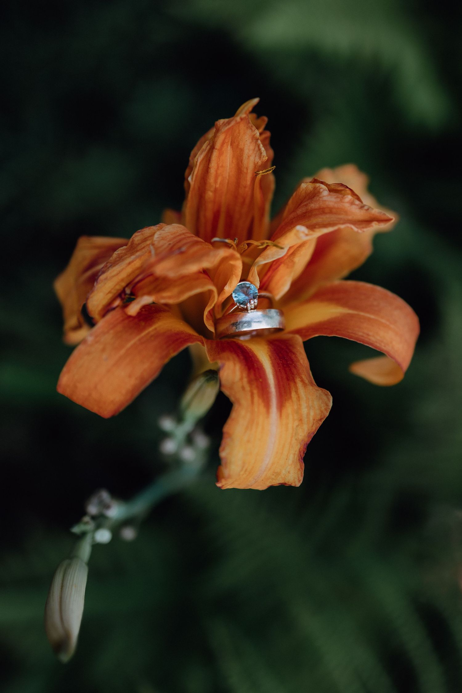Orange daylily with wedding ring balanced on its petals.