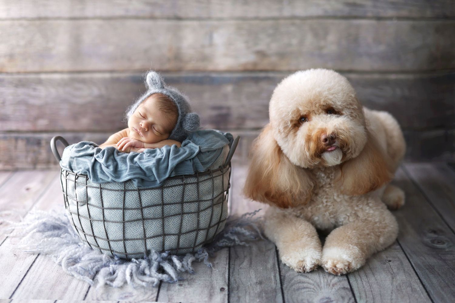 Newborn baby in gray knit hat sleeping in wire basket beside fluffy cream poodle on rustic wood floor.