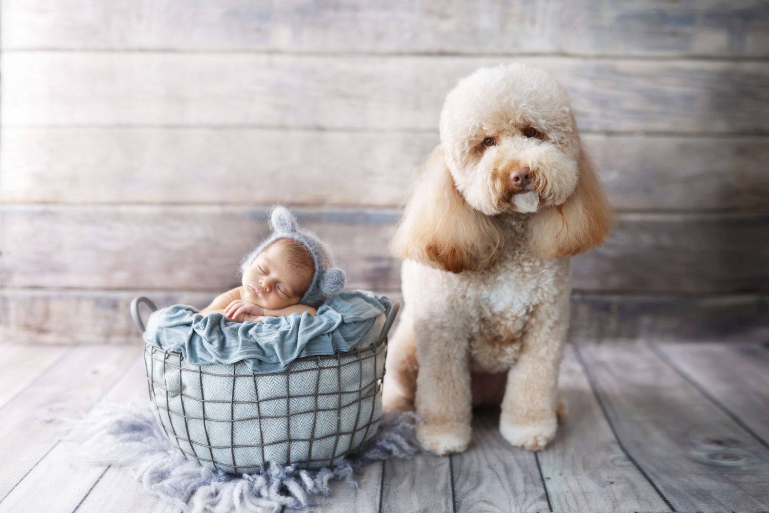 Newborn baby sleeping in a basket beside a fluffy golden doodle dog on a rustic wooden floor.