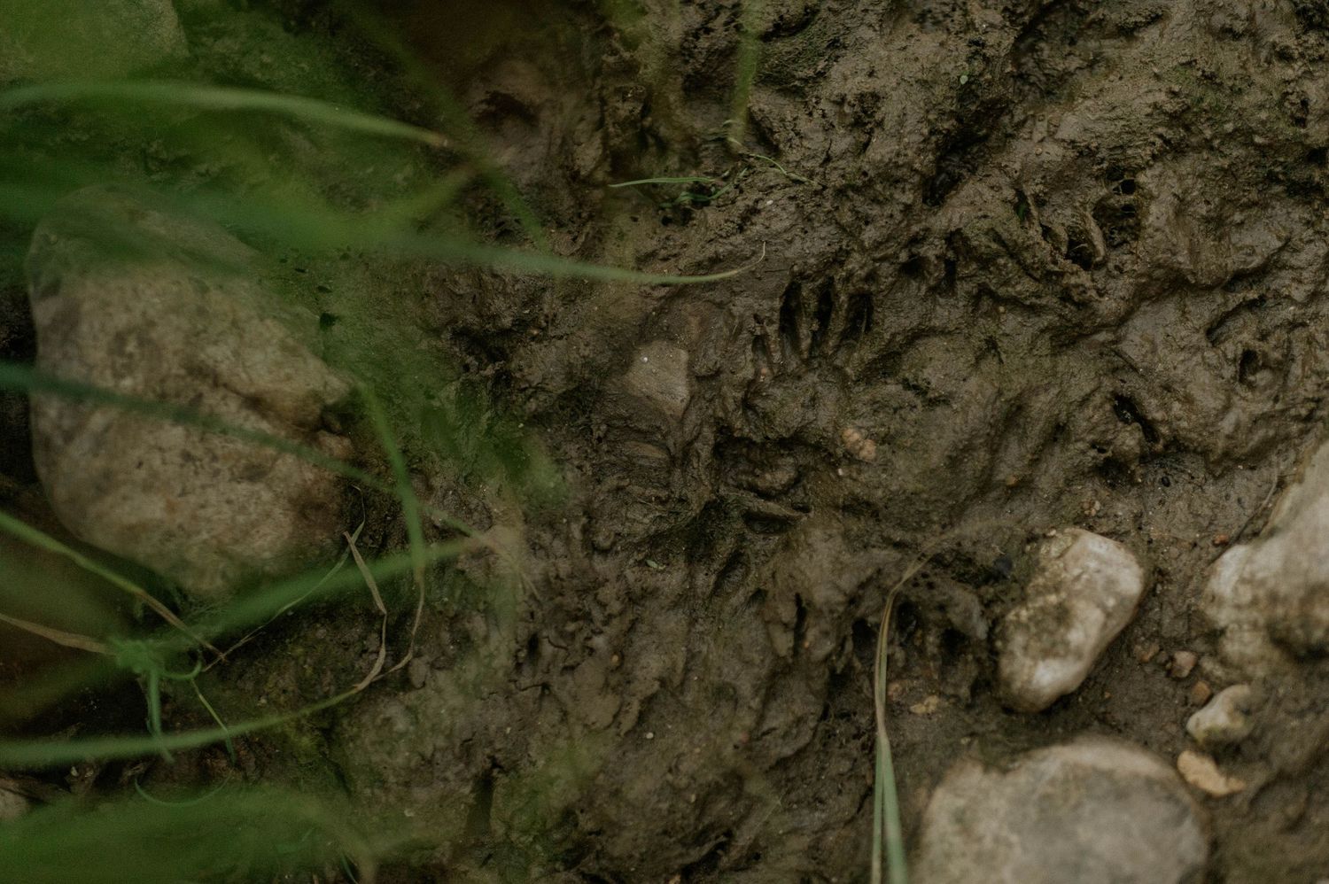 Close-up of animal paw prints pressed into wet muddy ground near rocks and green grass.