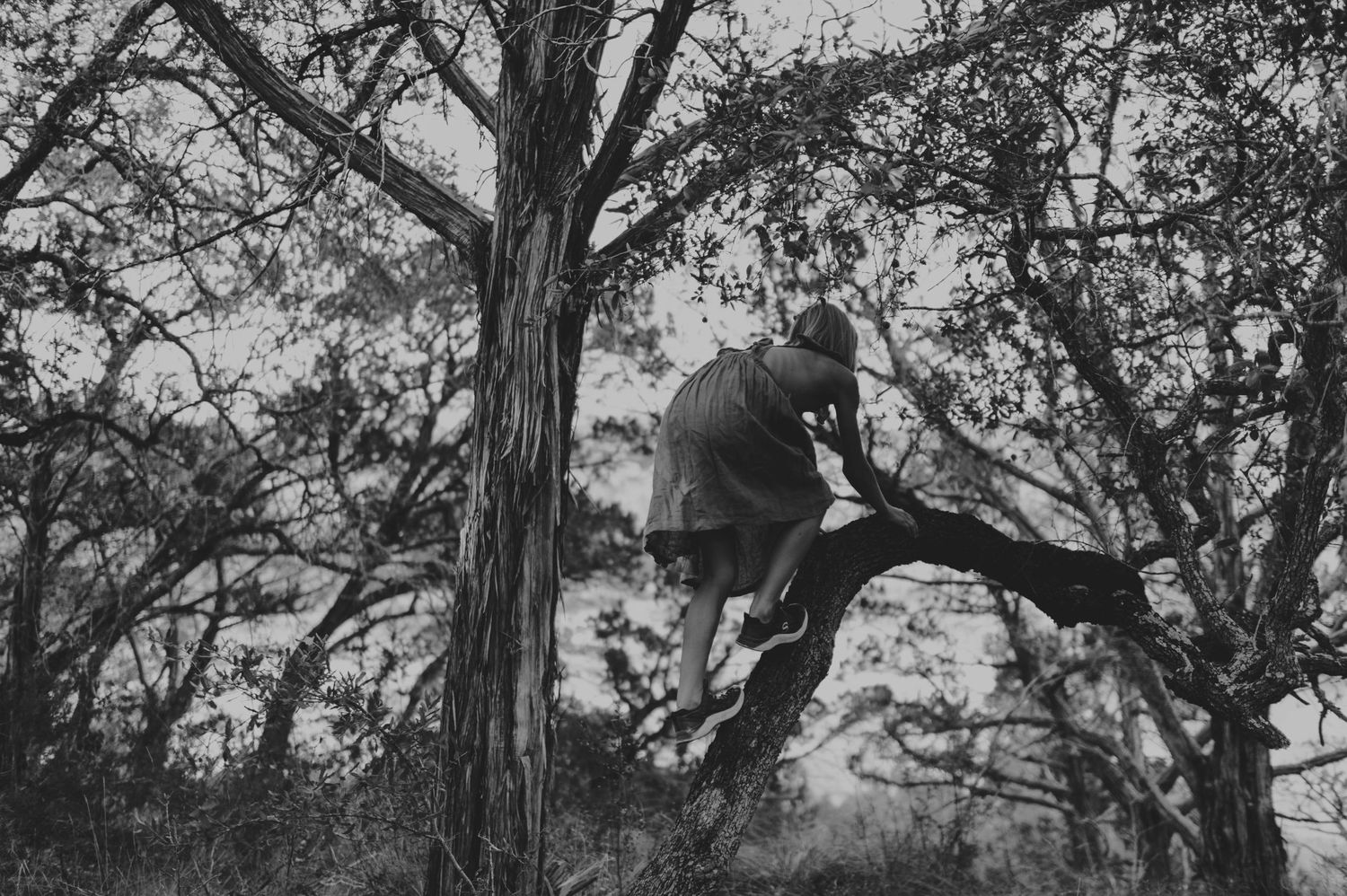 Black and white photo of person sitting high up in tree branches in forest.