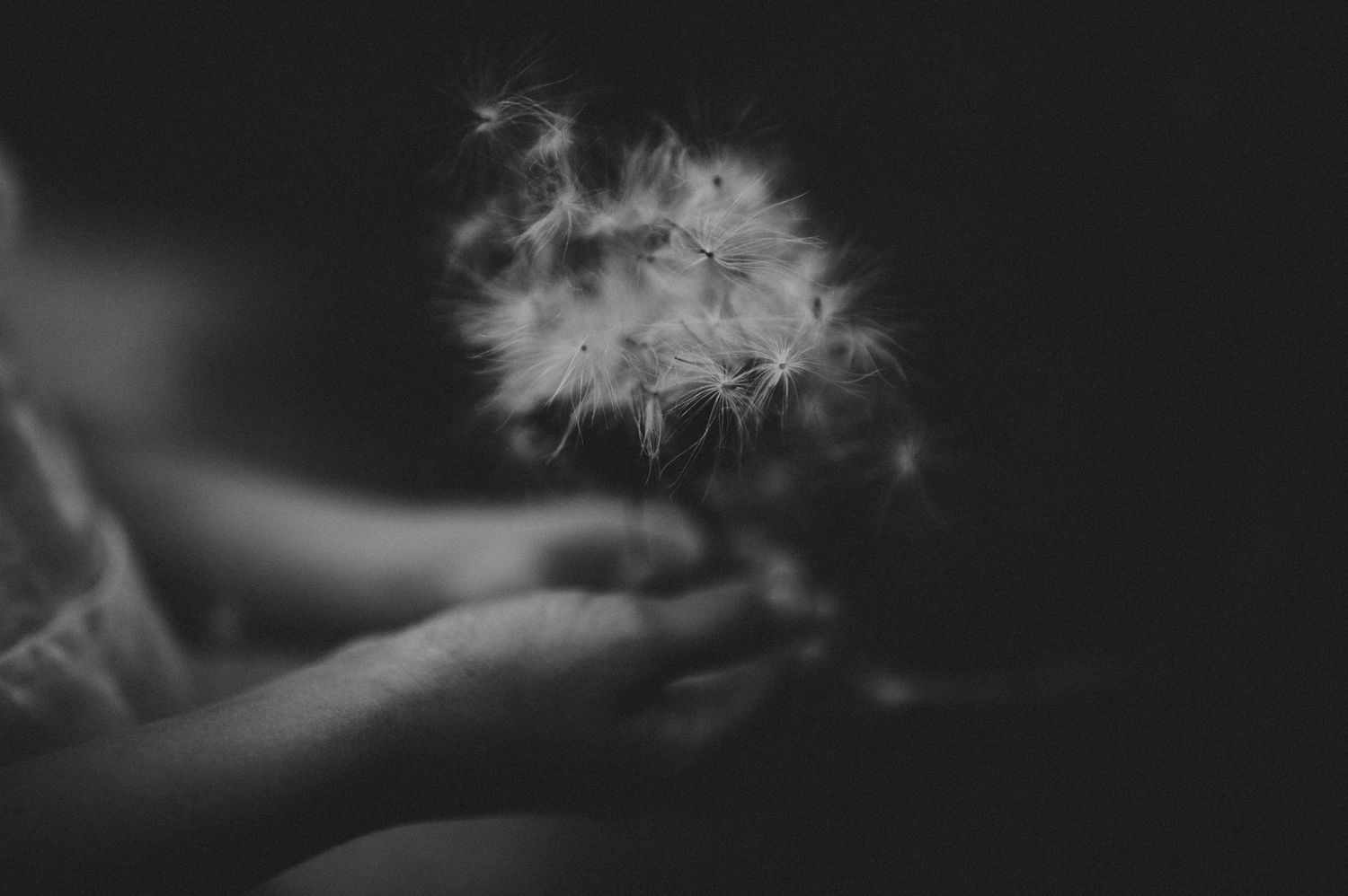 Child hands gently holding a dandelion seed head in black and white photography.