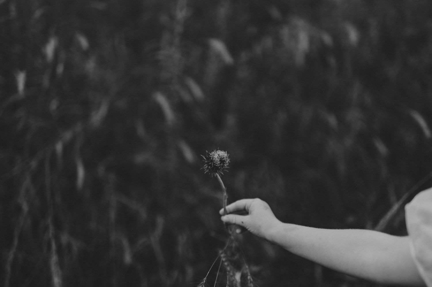 A hand holds a single wildflower in a black and white photo with a blurred field background.
