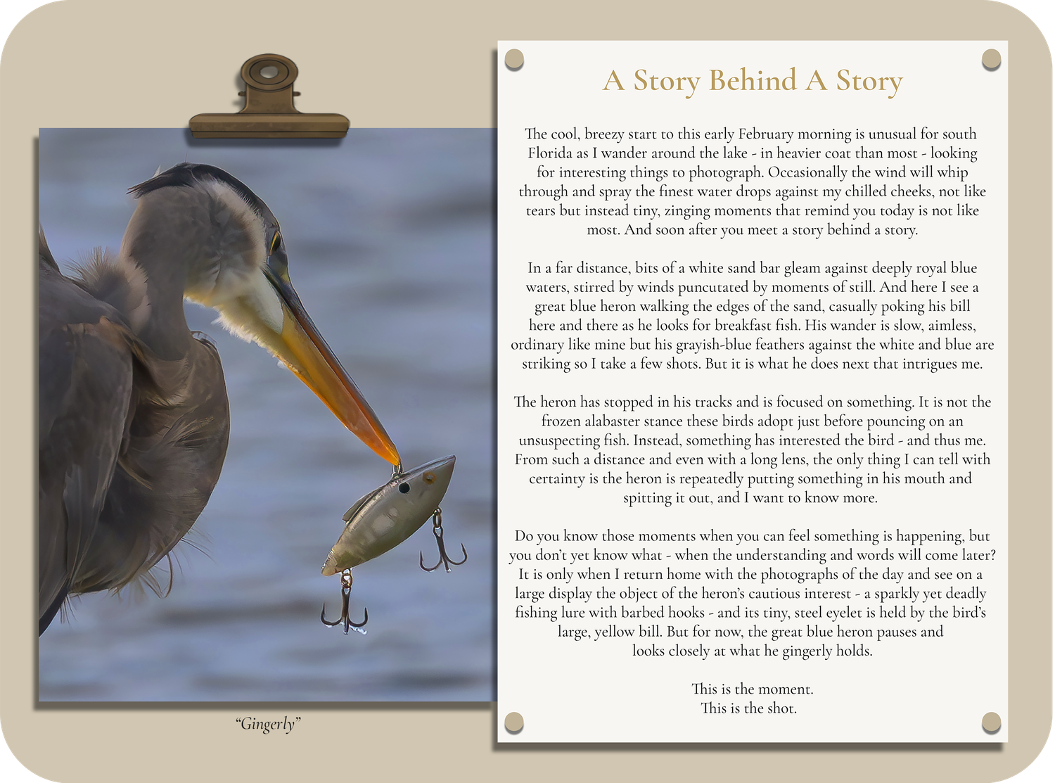 Field Note about photographing a great blue heron encountering a sparkly but deadly object of fascination.