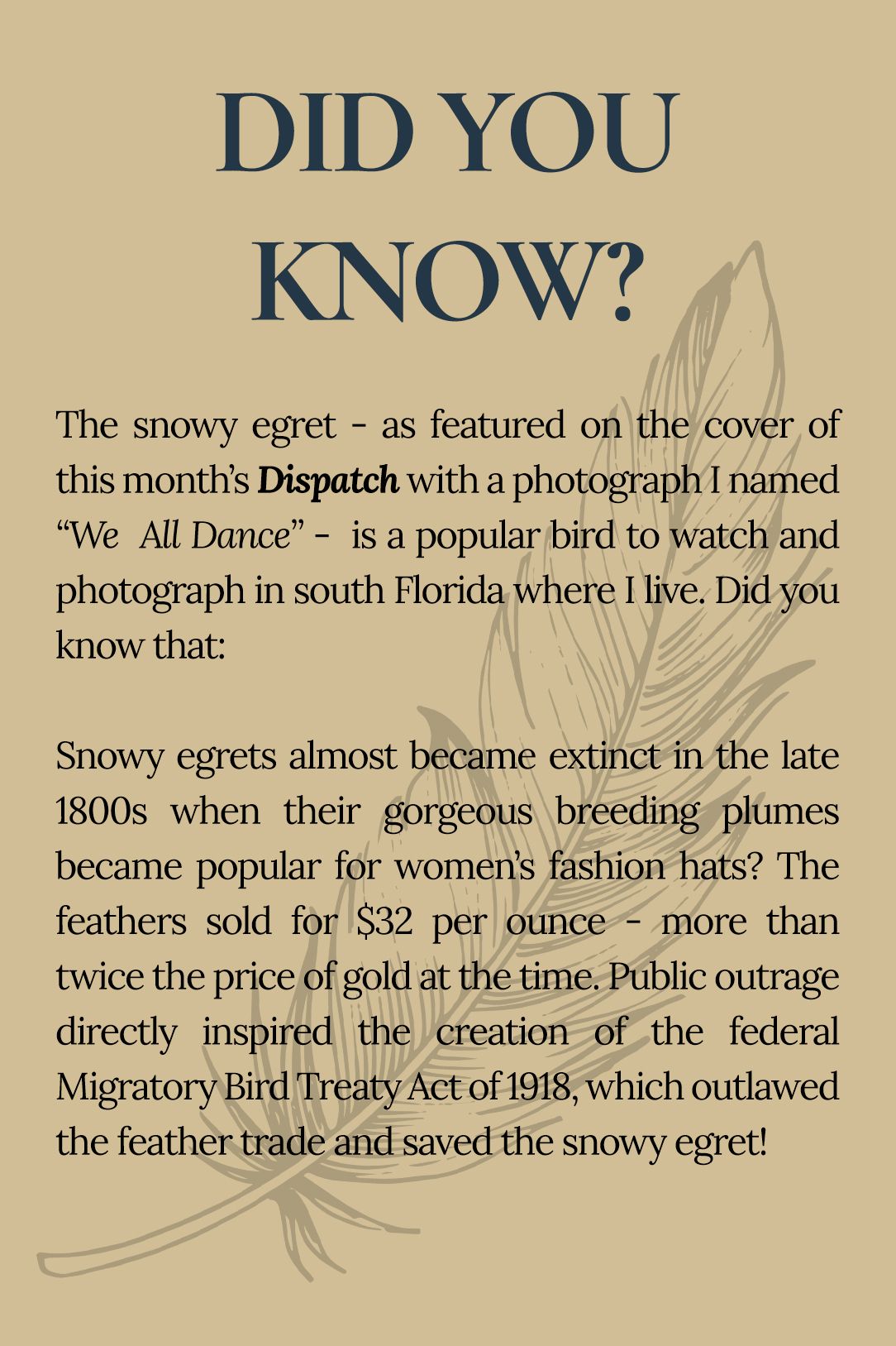 Did You Know? feature about saving the snowy egret from extinction from the Monthly Dispatch of Susan Evans Photography.