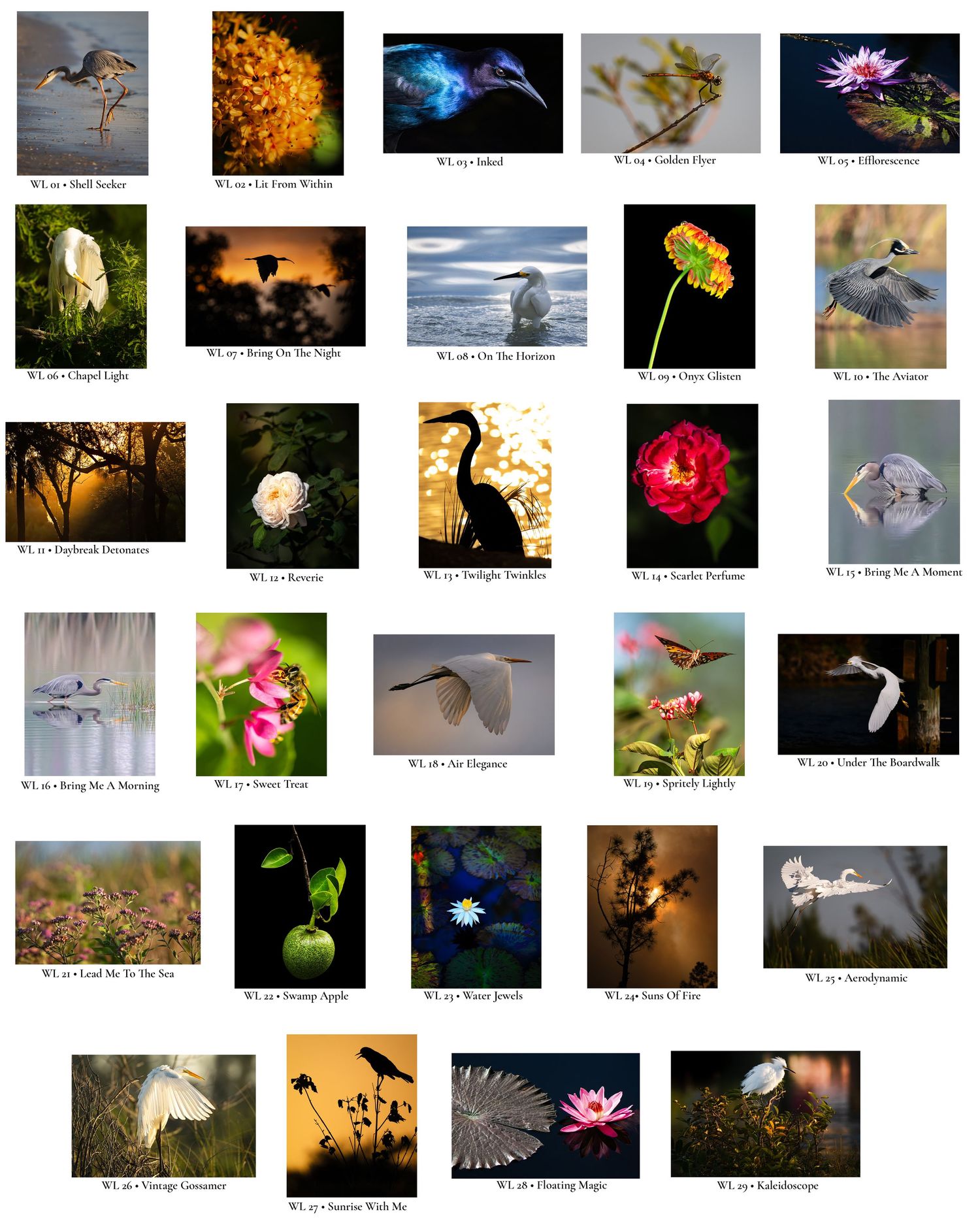 Gallery Guide showing thumbnail photographs, titles, and reference numbers for the Wild Light Collection.
