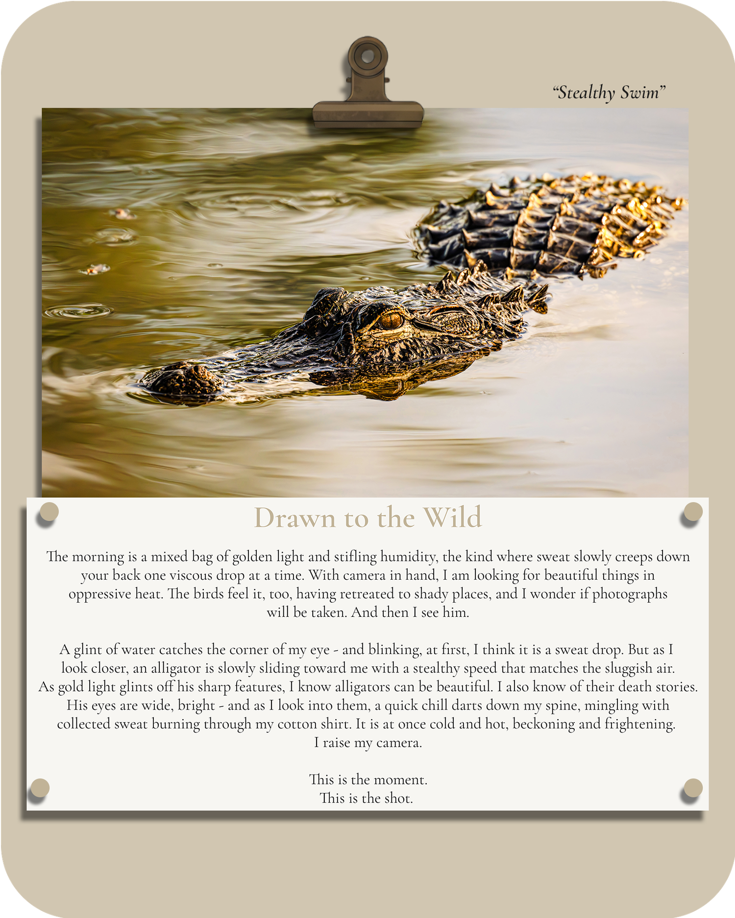 Field Note about photographing an American alligator and discovering wildlife can be both beckoning and frightening.