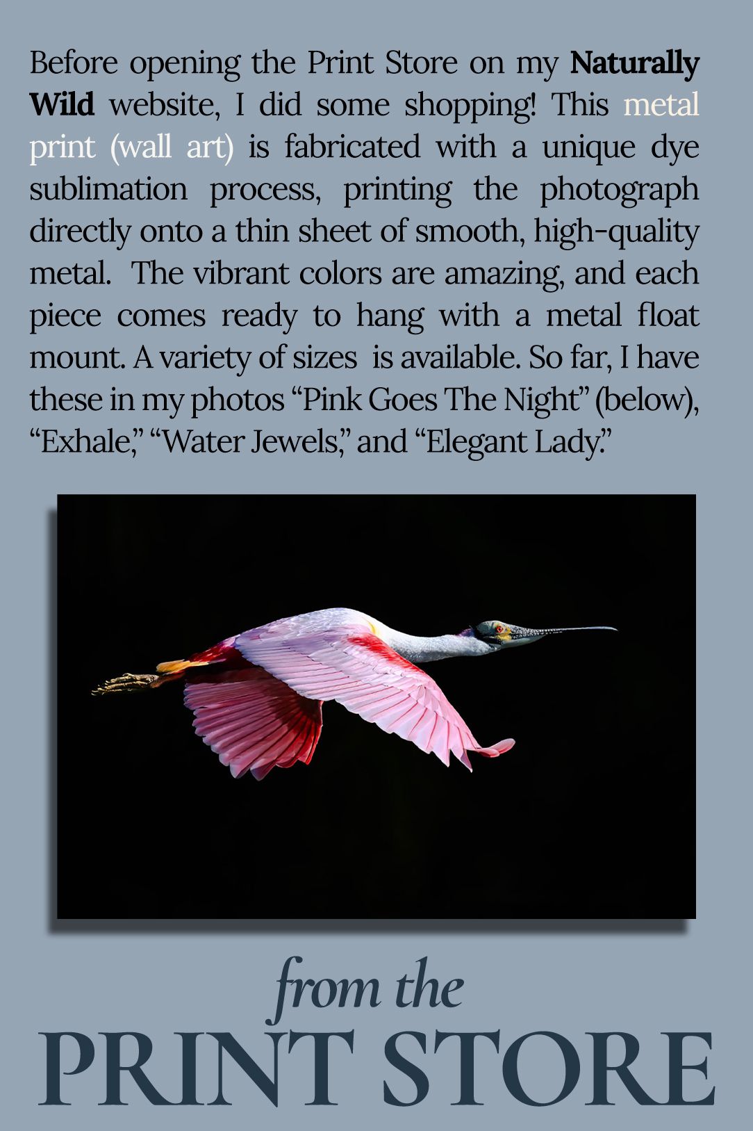 Metal Print wall art of a roseate spoonbill on black background as featured in the August 2026 issue of Dispatch for Susan Evans Photography