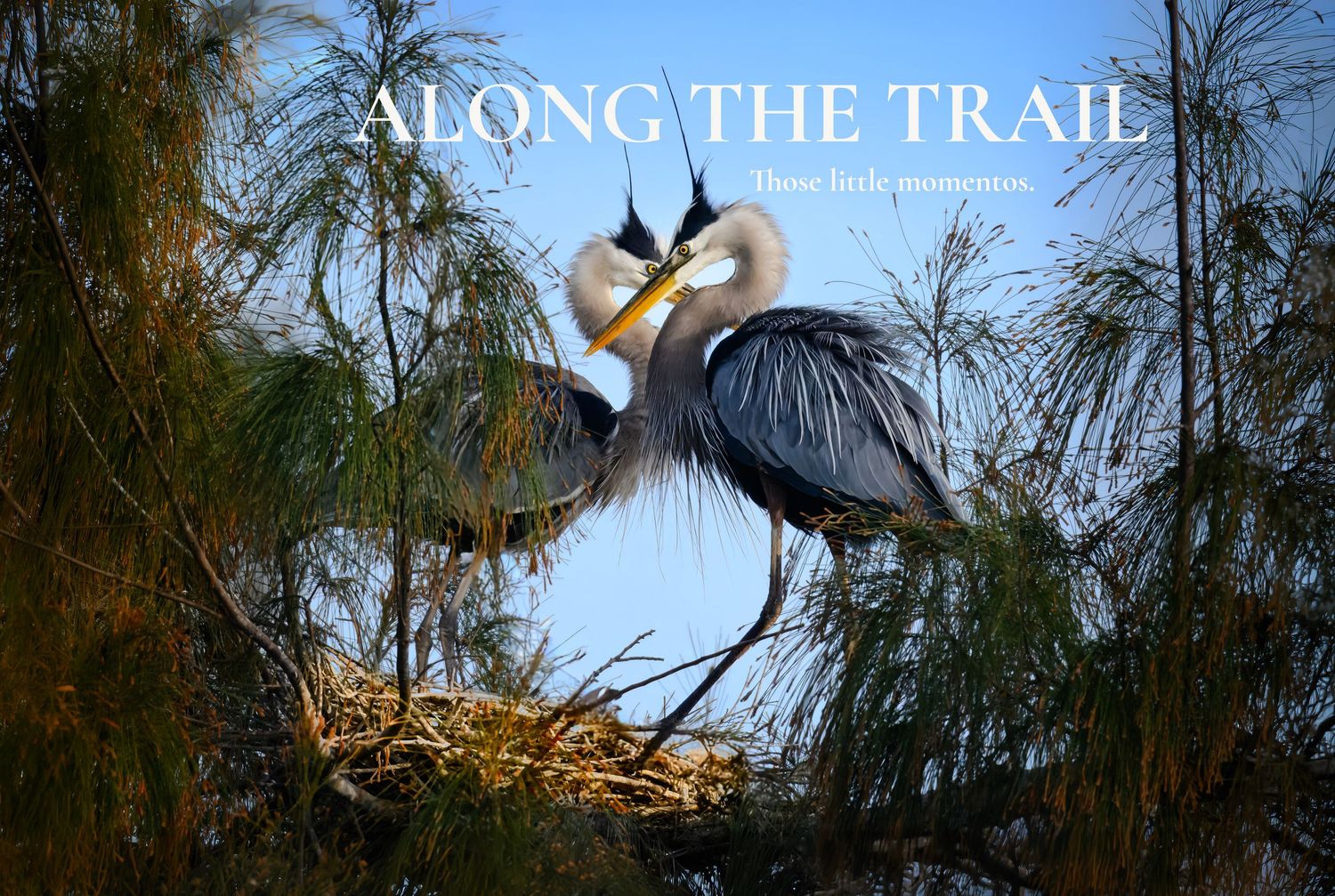 Pair of Great Blue Herons nesting among pine branches, featured on the Susan Evans Photography Along the Trail page.