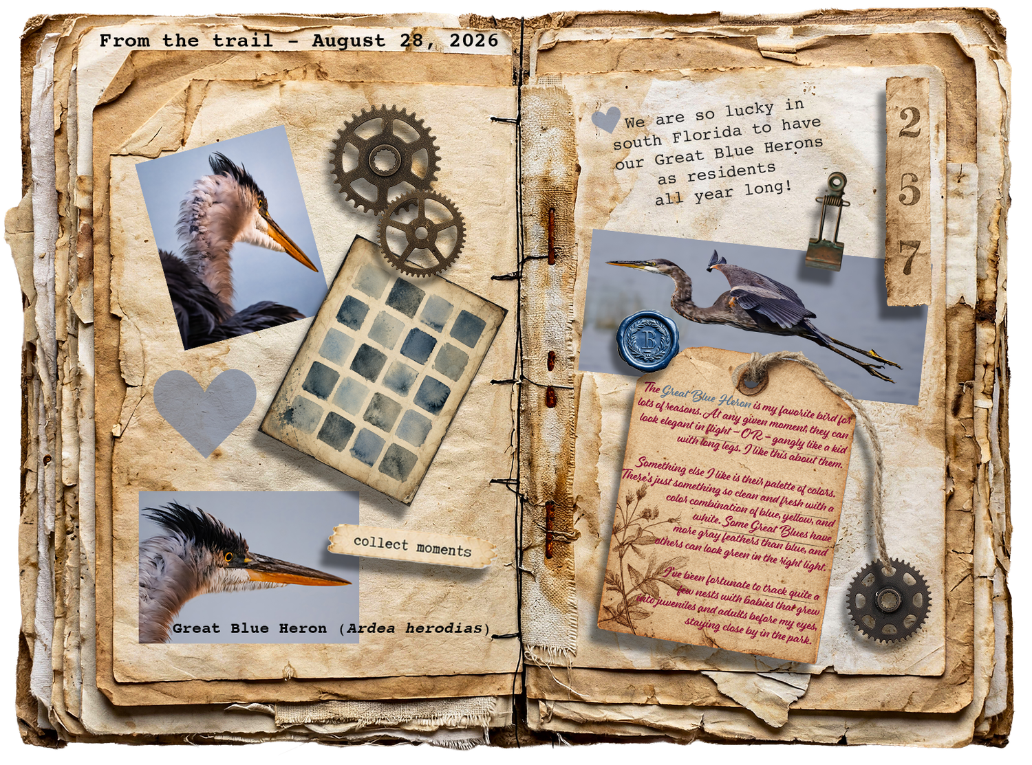 Along the Trail field journal featuring photographs and observations of great blue herons encountered in the field.