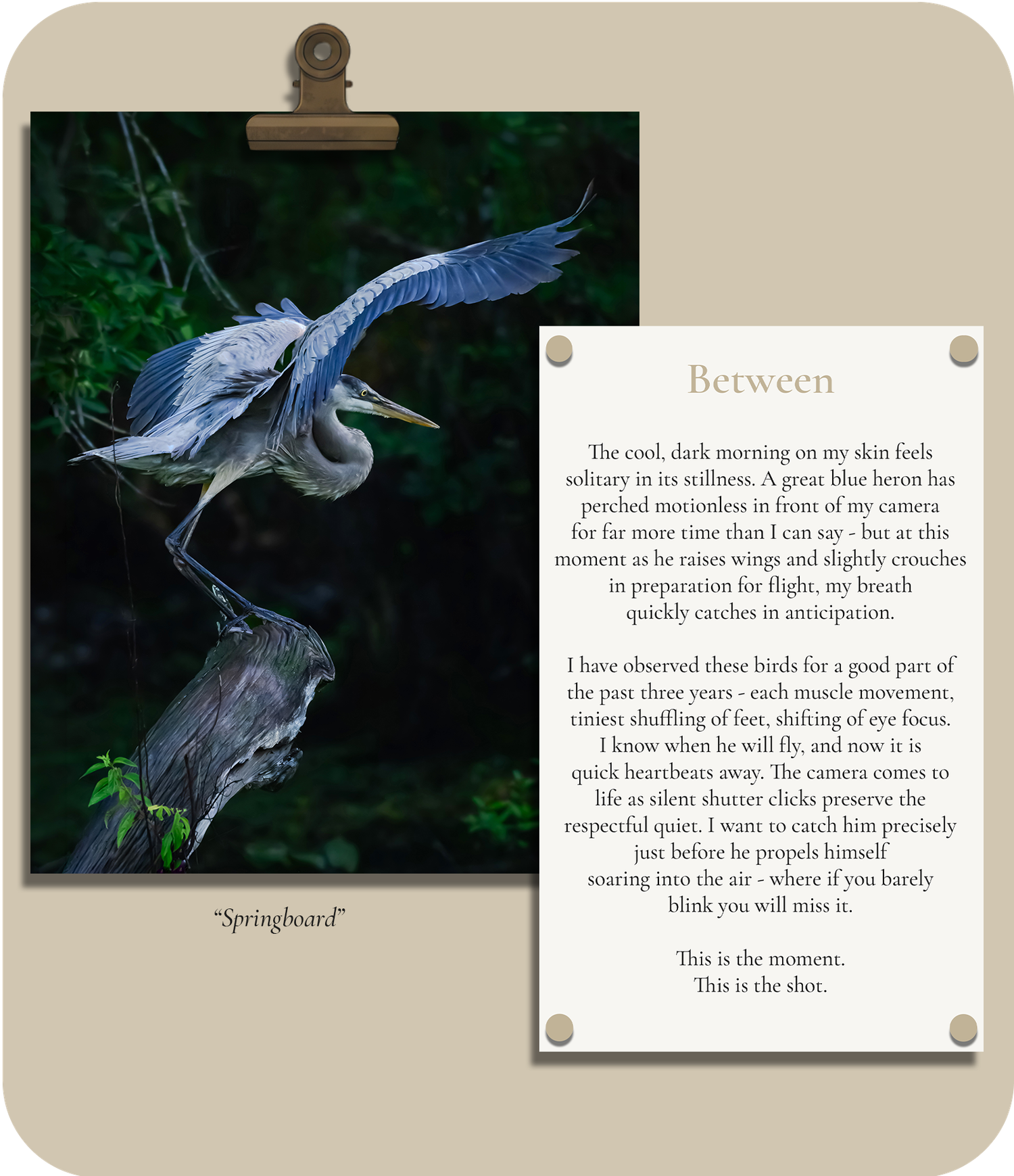 Field Note about photographing a great blue hero and the split-second timing behind a single photograph.