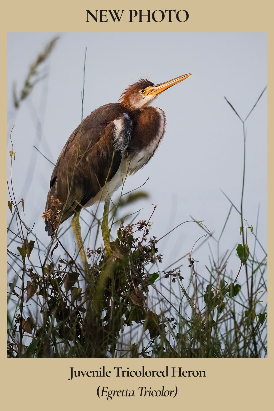 A tricolored heron rests atop a bush in south Florida in the August 2026 issue of the Monthly Dispatch of Susan Evans Photography.