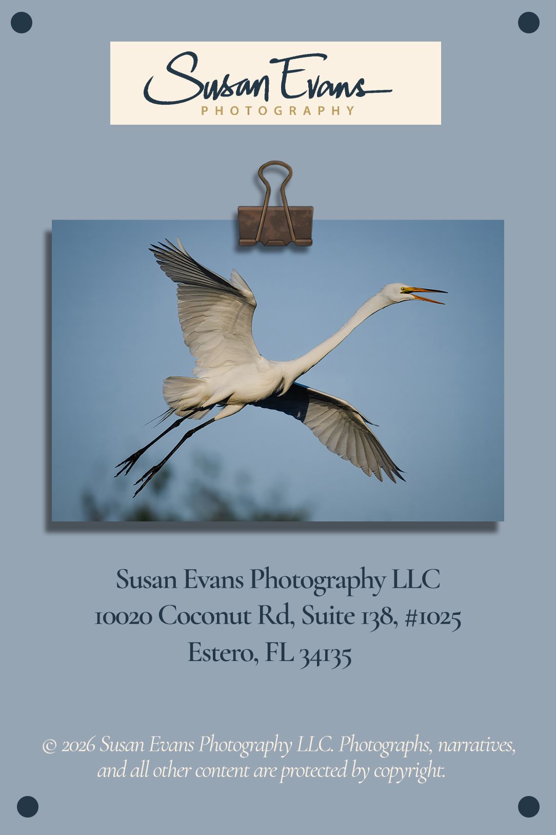 Great egret flying in the Monthly Dispatch contact information for the August 2026 issue of Susan Evans Photography.