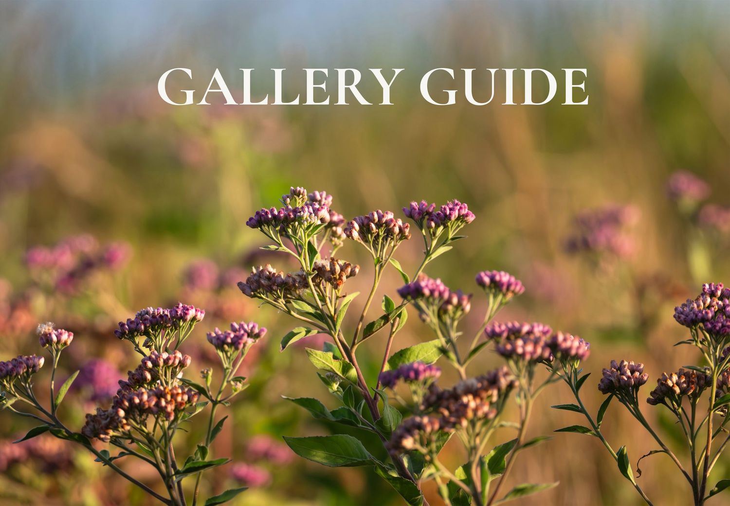 Purple wildflowers blooming in soft morning light, featured on the Susan Evans Photography Gallery Guide page.