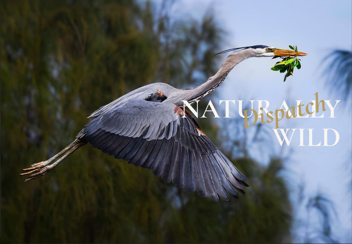 Great blue heron flies while carrying nest-building material, featured on the Susan Evans Photography Monthly Dispatch page.