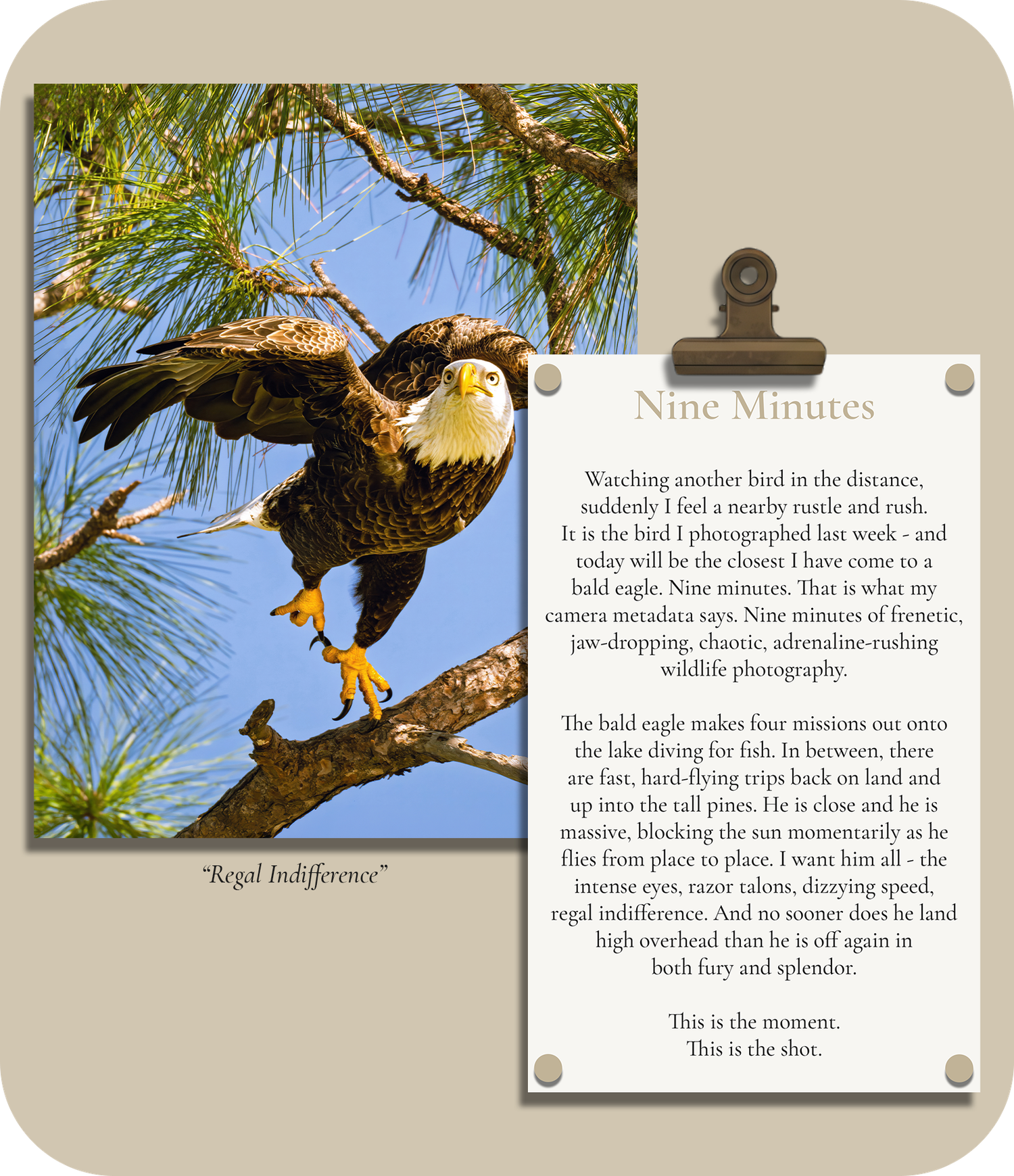 Field Note about photographing a wild bald eagle during nine minutes of frenetic photography.