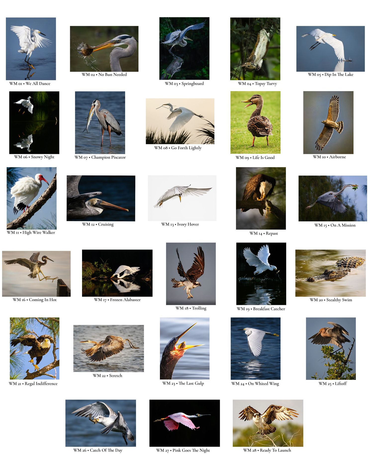 Gallery Guide showing thumbnail photographs, titles, and reference numbers for the Wild Movement Collection.