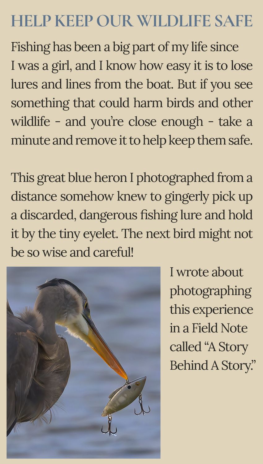 Photographing a great blue heron in south Florida carefully holding a sparkly yet deadly fishing lure by its tiny eyelet.