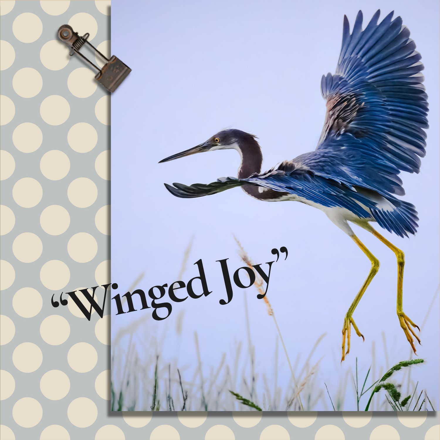 A photo collage on polka dot paper featuring a flying tricolored heron in the August 2026 Monthly Dispatch of Susan Evans Photography.
