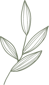 Elegant botanical illustration of a leaf branch with detailed line art in muted sage green tones.