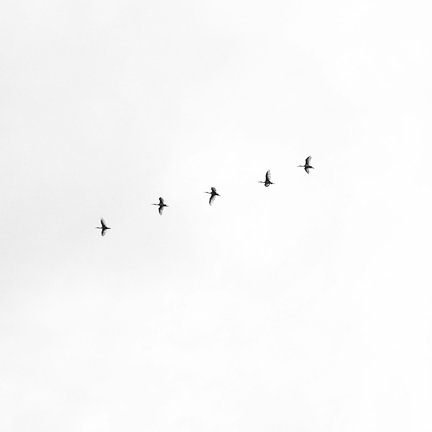 Flock of birds flying across a pale sky, symbolising belonging, direction, and collective movement.