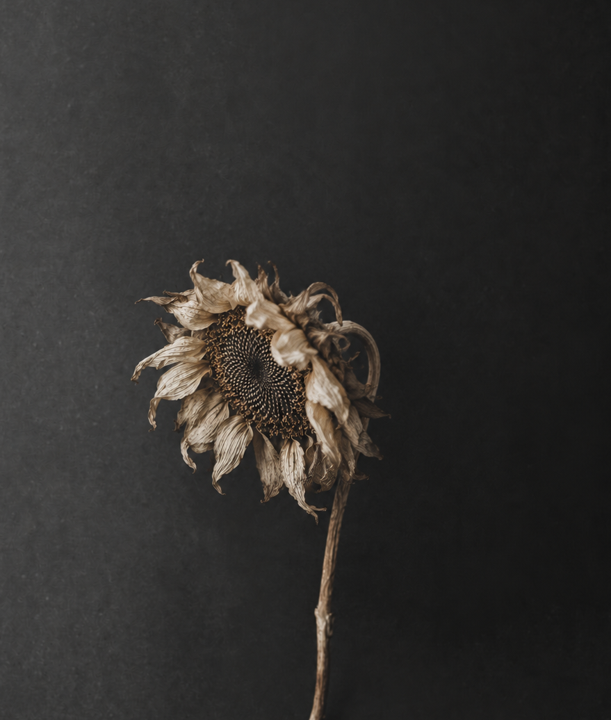 A dried sunflower with curled, faded petals and a bowed head, softly lit against a dark charcoal background.
